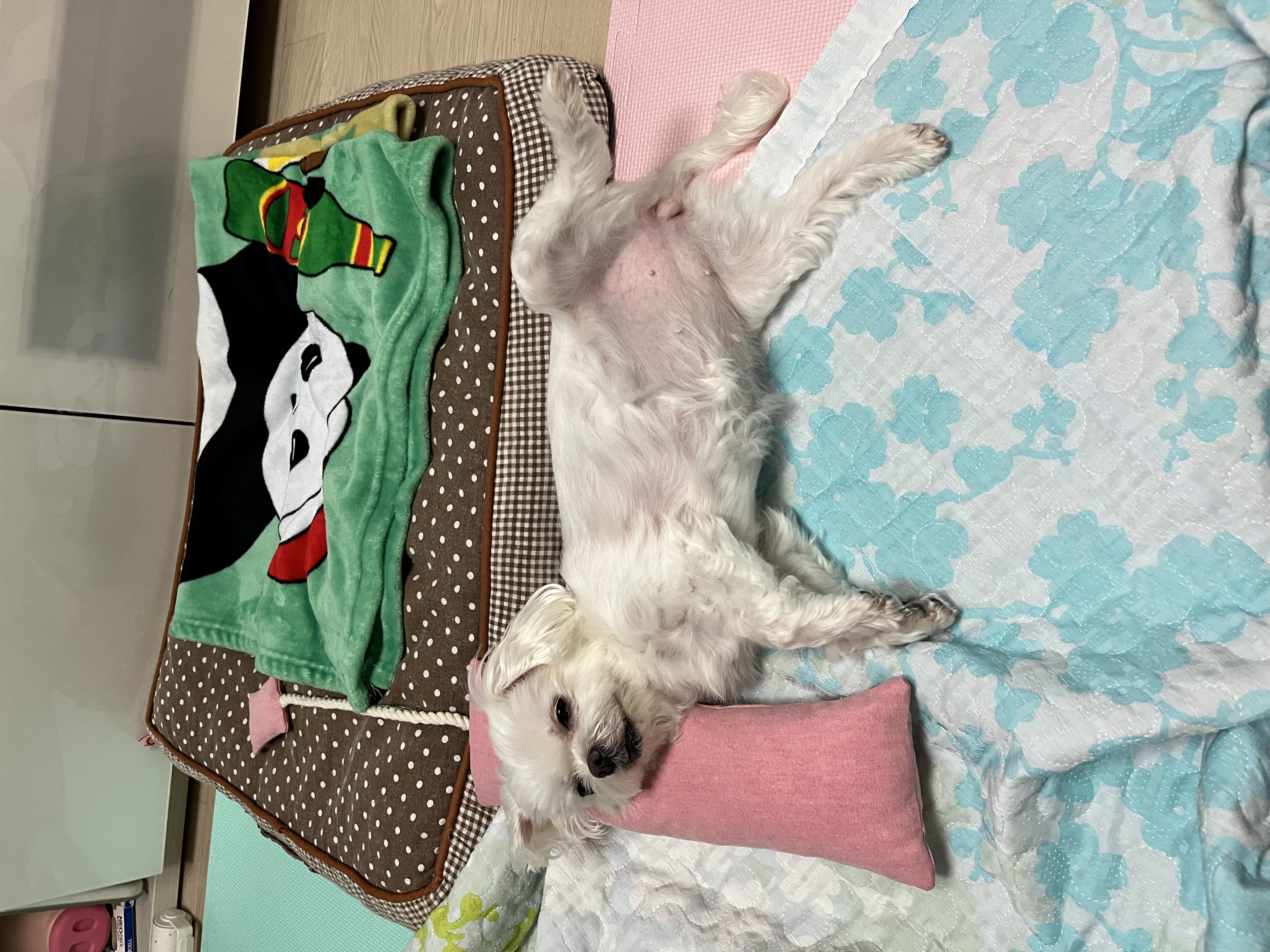 단이랑 구름이랑 소소한 일상