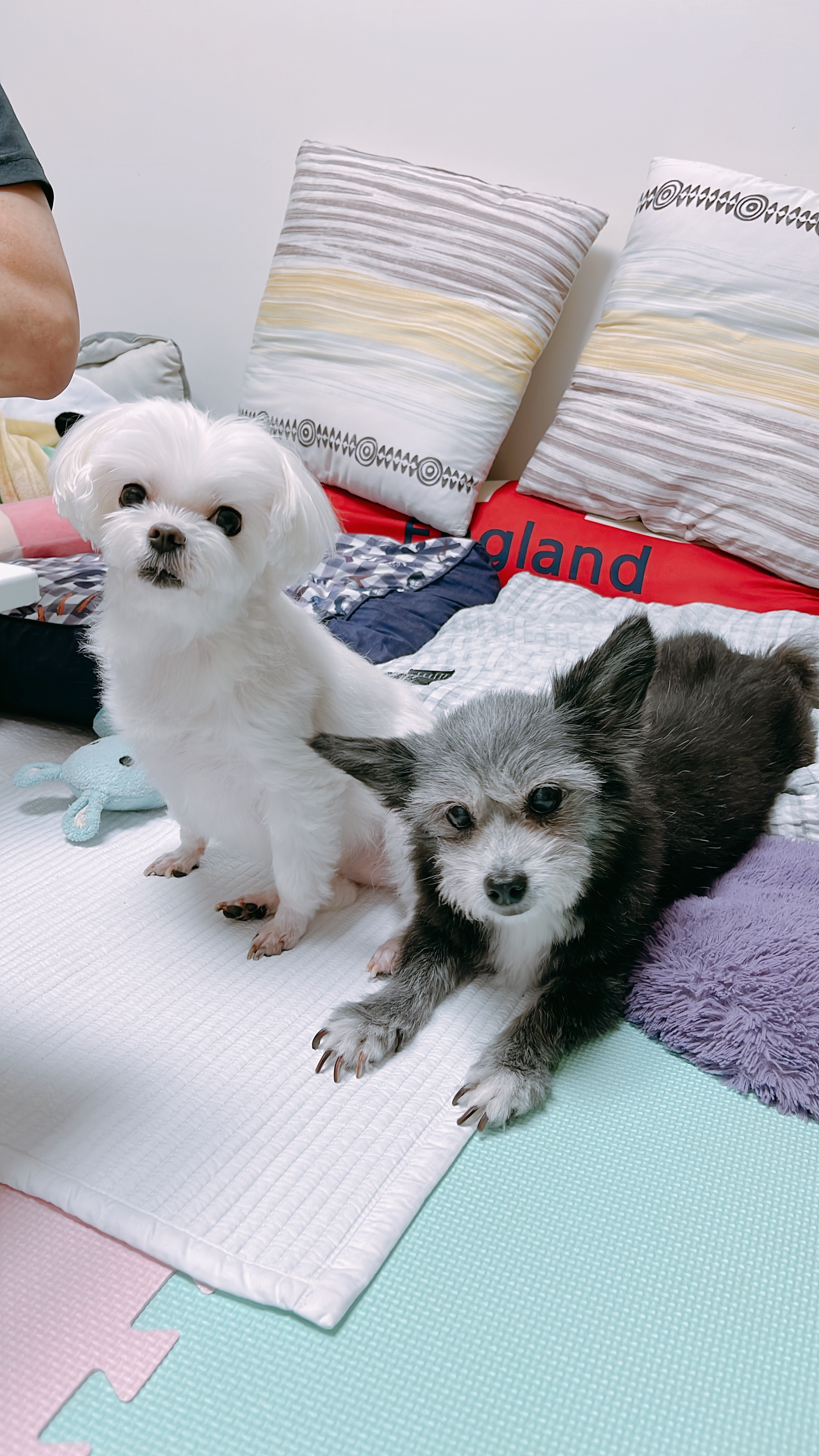 단이랑 구름이랑 소소한 일상