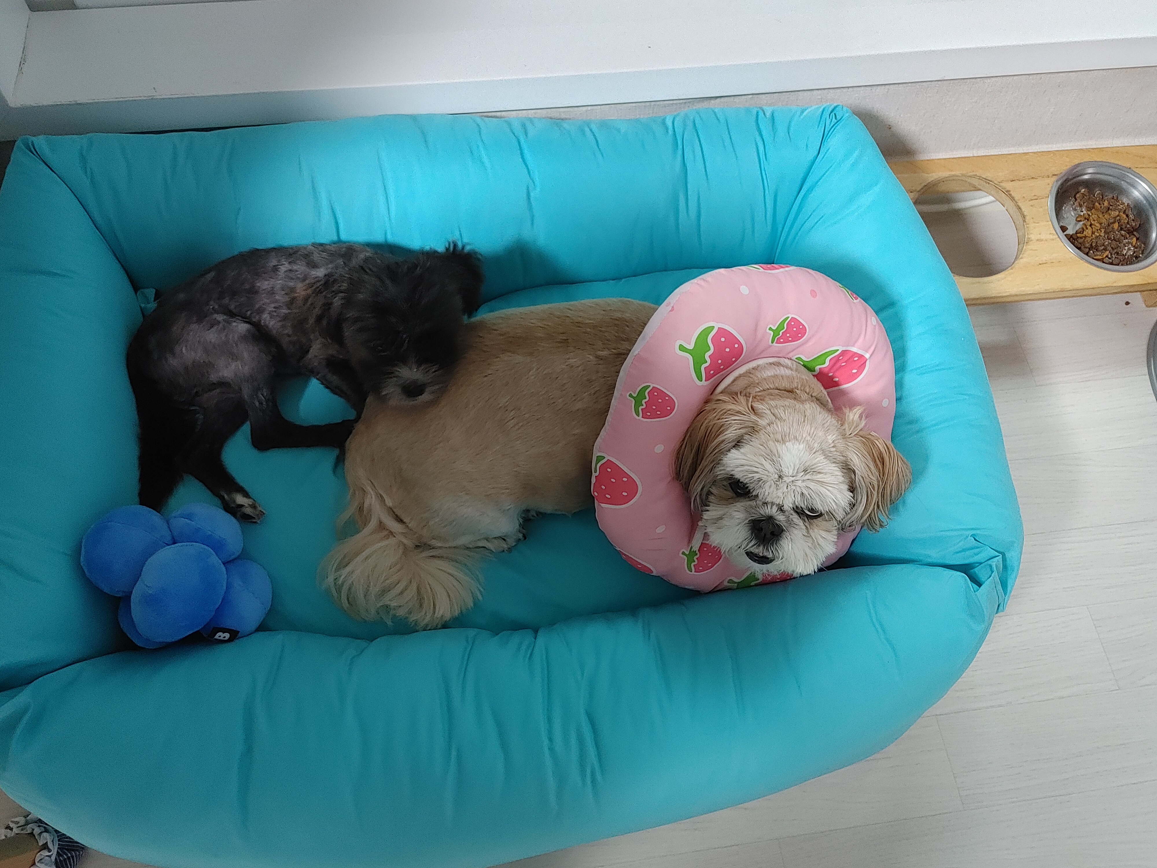 승이와 깡이( 탱숙이, 타타)