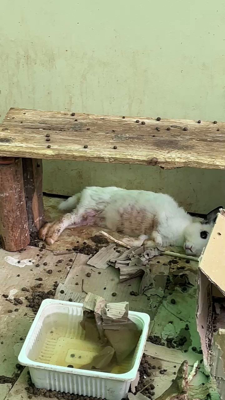 방치학대 당하고 있는 토끼를 구해주세요ㅜㅜ