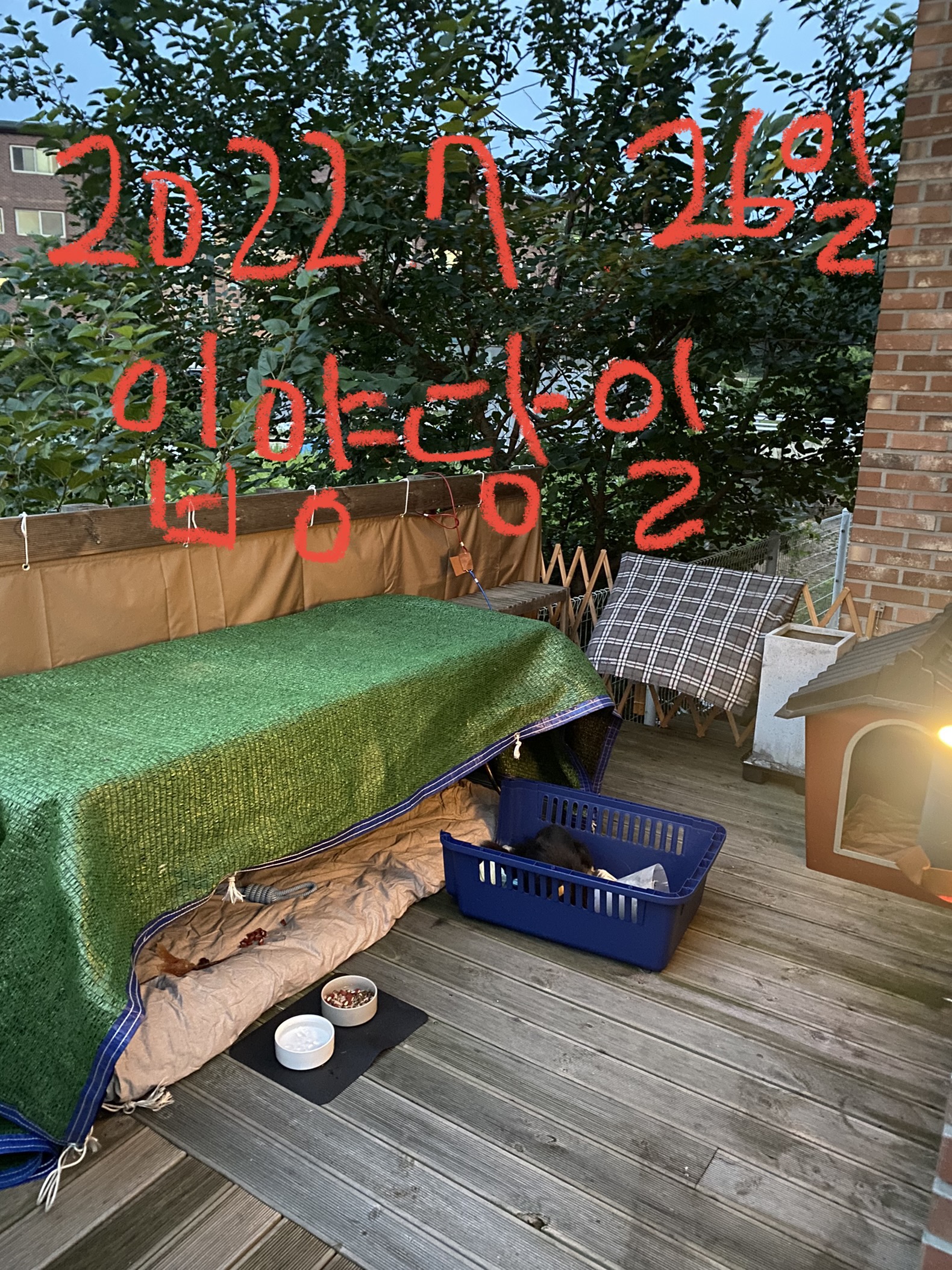 넥카라를 한채로 다니는 떠돌이견 깜보를 구해주세요.(학대X)