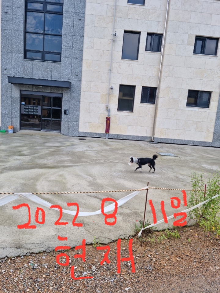 넥카라를 한채로 다니는 떠돌이견 깜보를 구해주세요.(학대X)