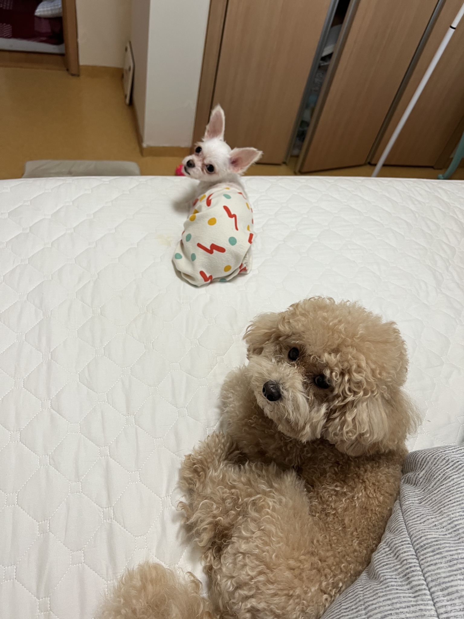 아산 애니멀호더 가희(나엘)