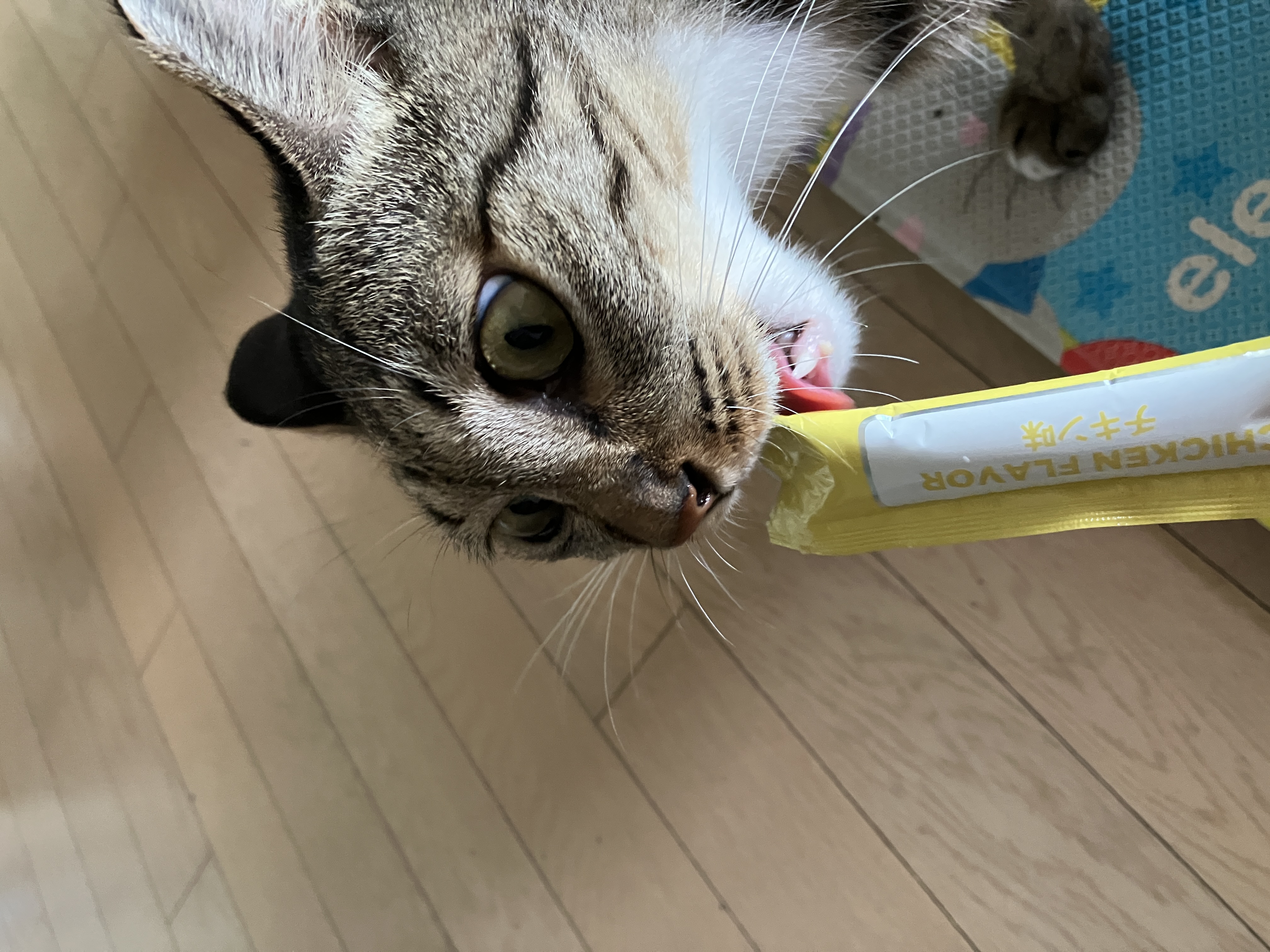 낭만이(센터명 검이)와 지낸지 석달이 되었네요.
