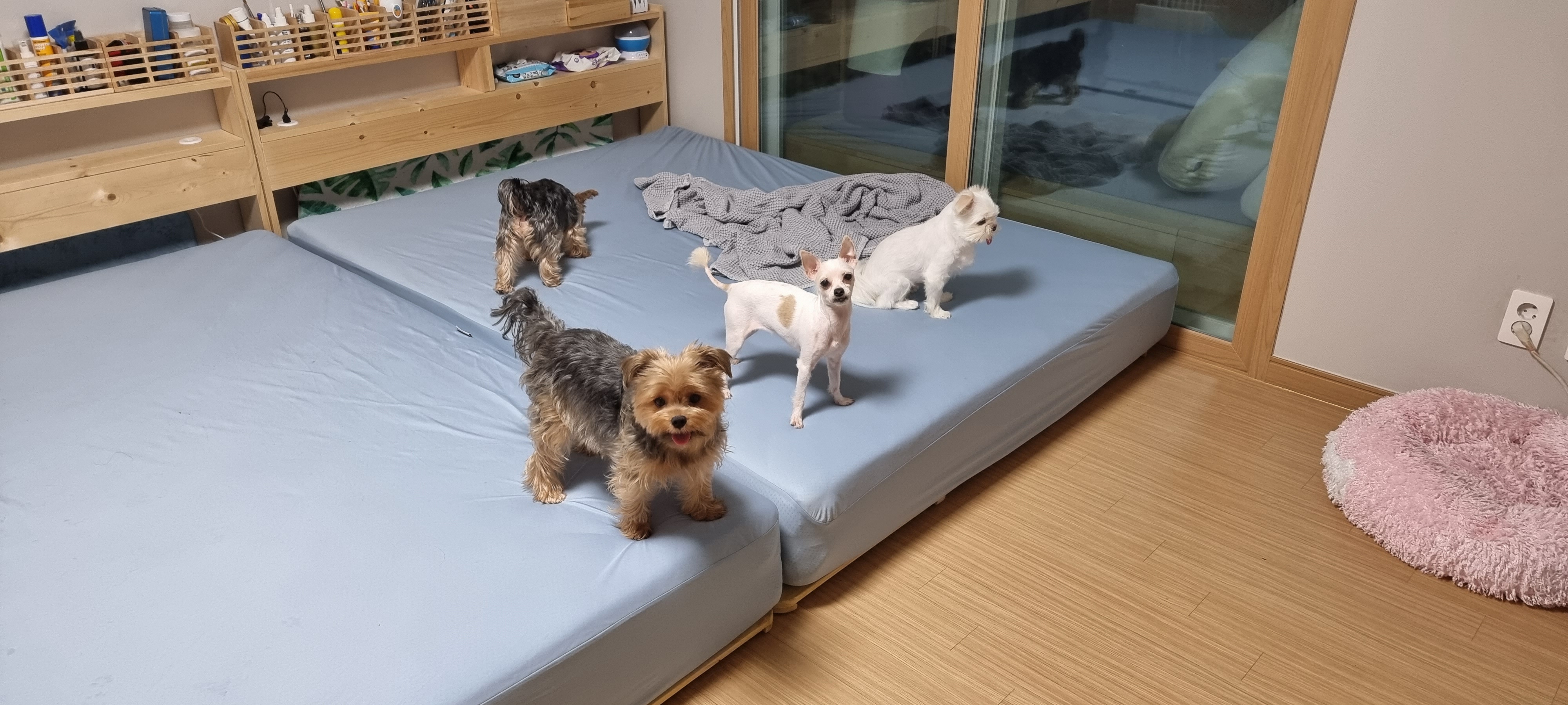 (올리) 1주일