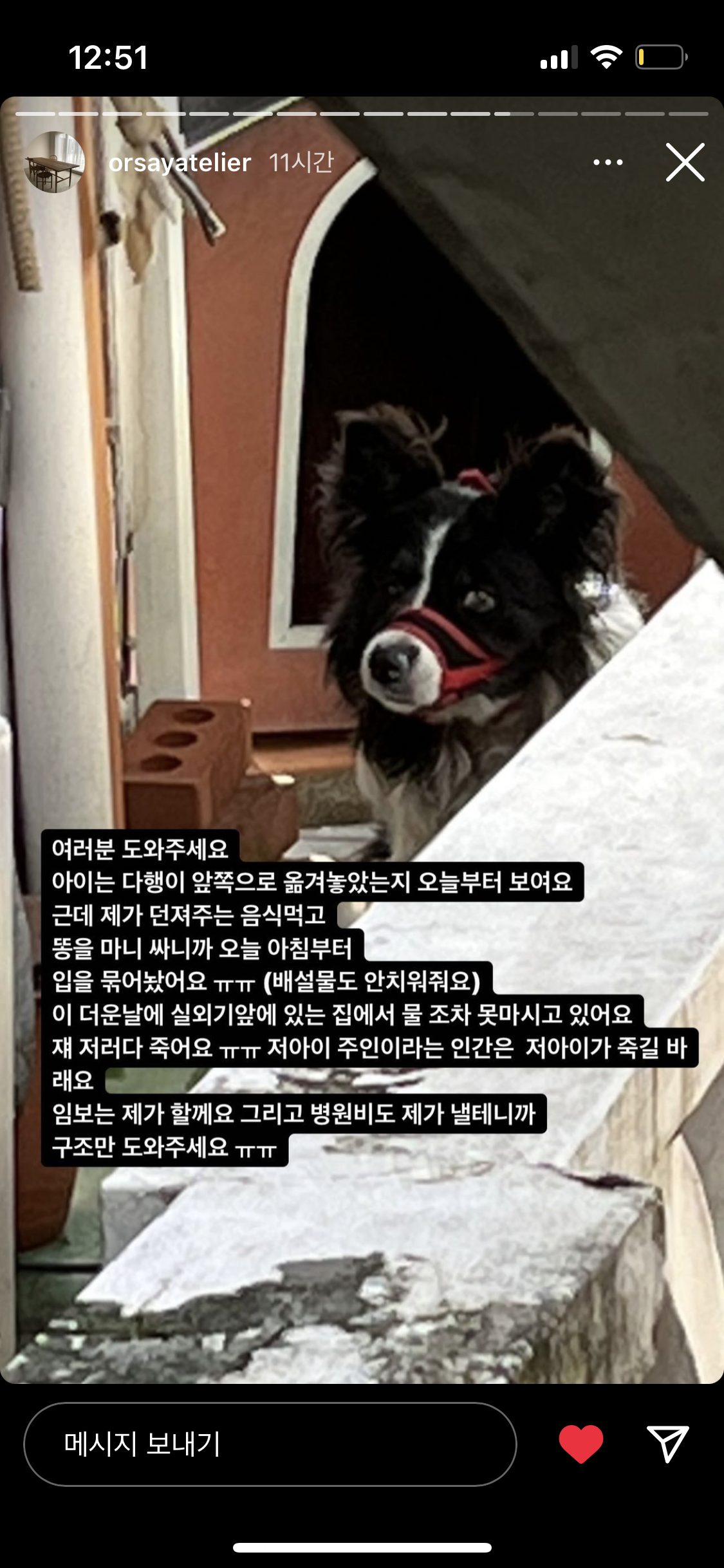 연희동 보더콜리 학대 구조를 도와주세요