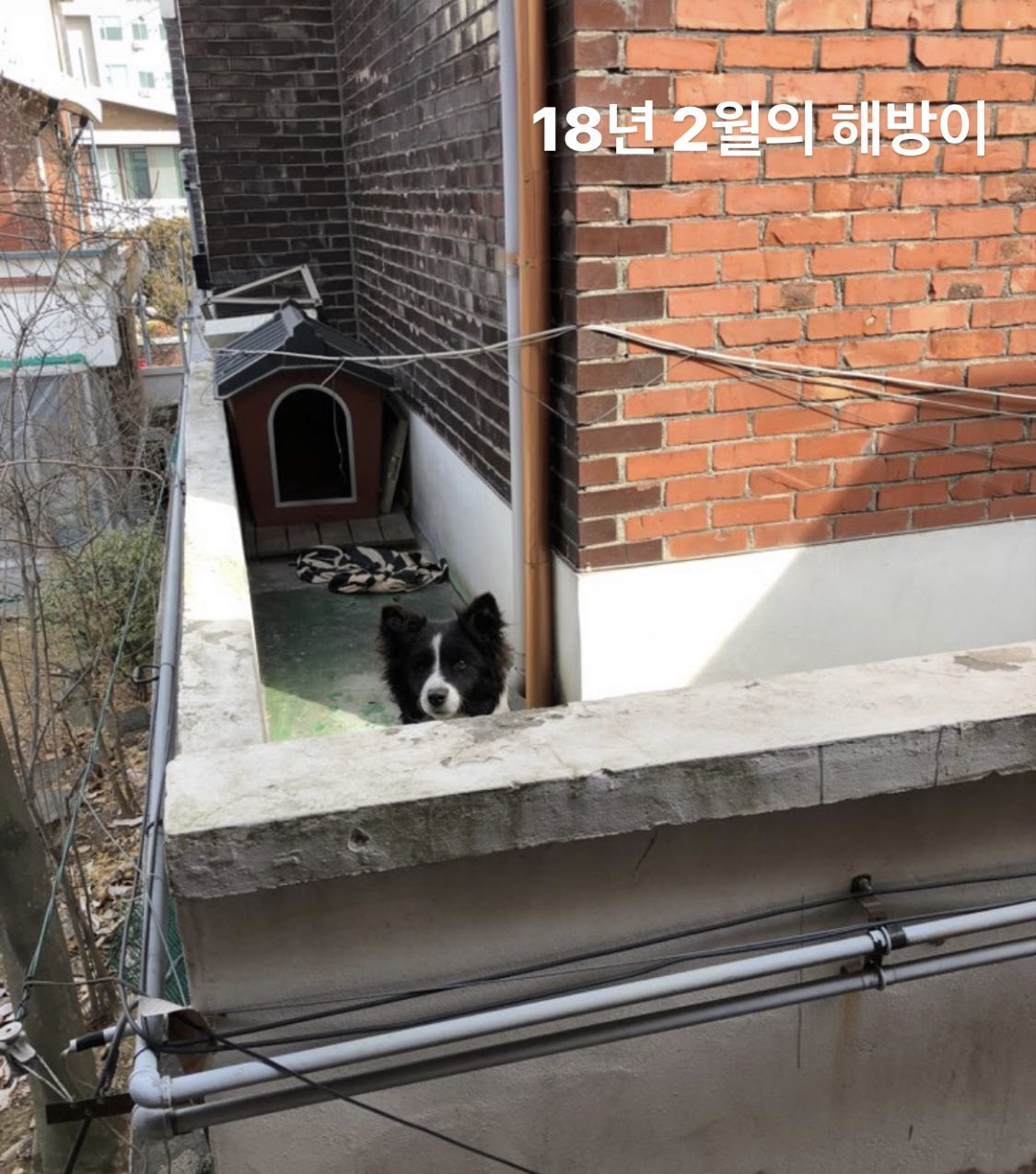 연희동 학대방치견 보더콜리를 구해주세요