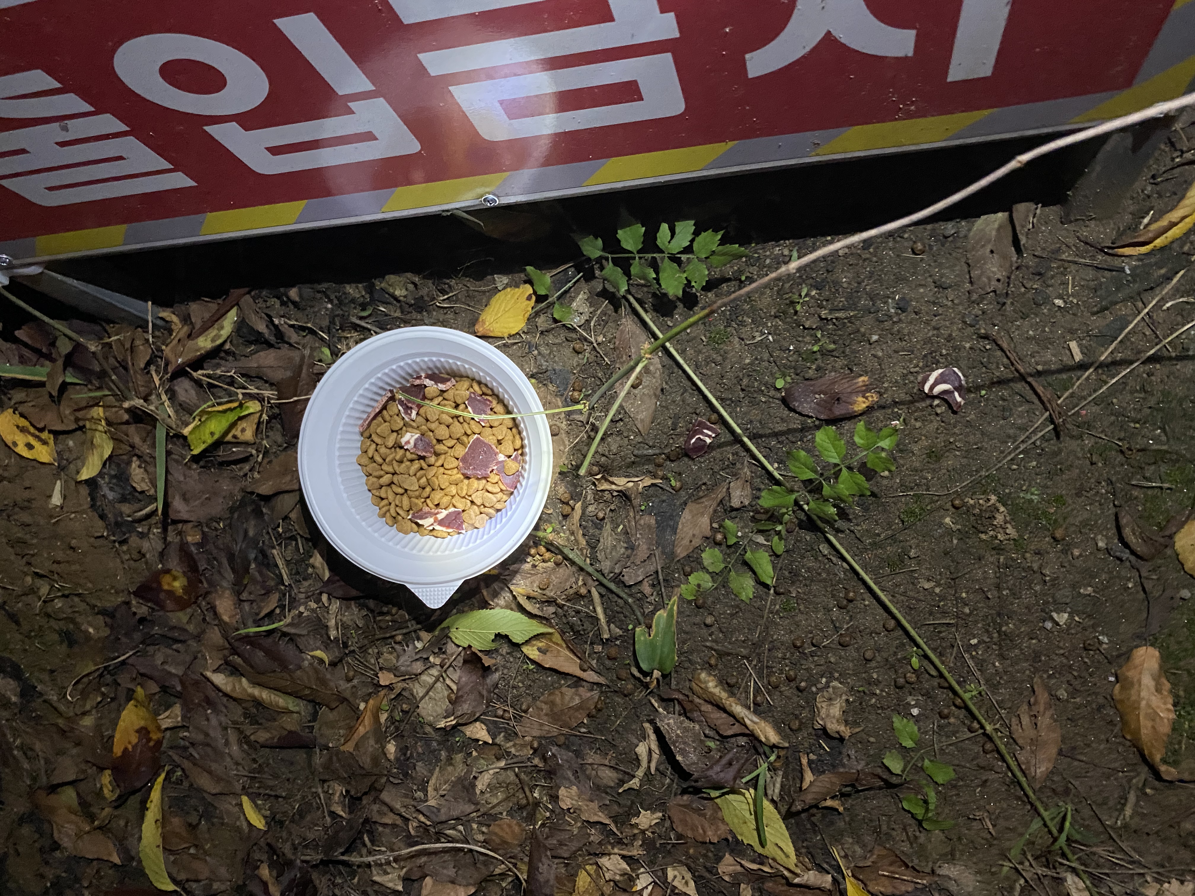 [학대아님] 사람을 무서워 하는 임보 강아지 구조해주세요