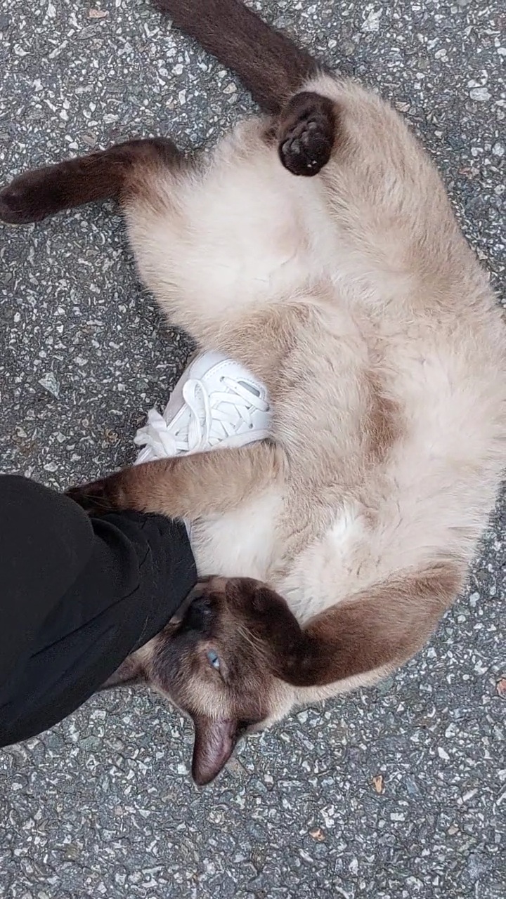 유기 고양이 의심