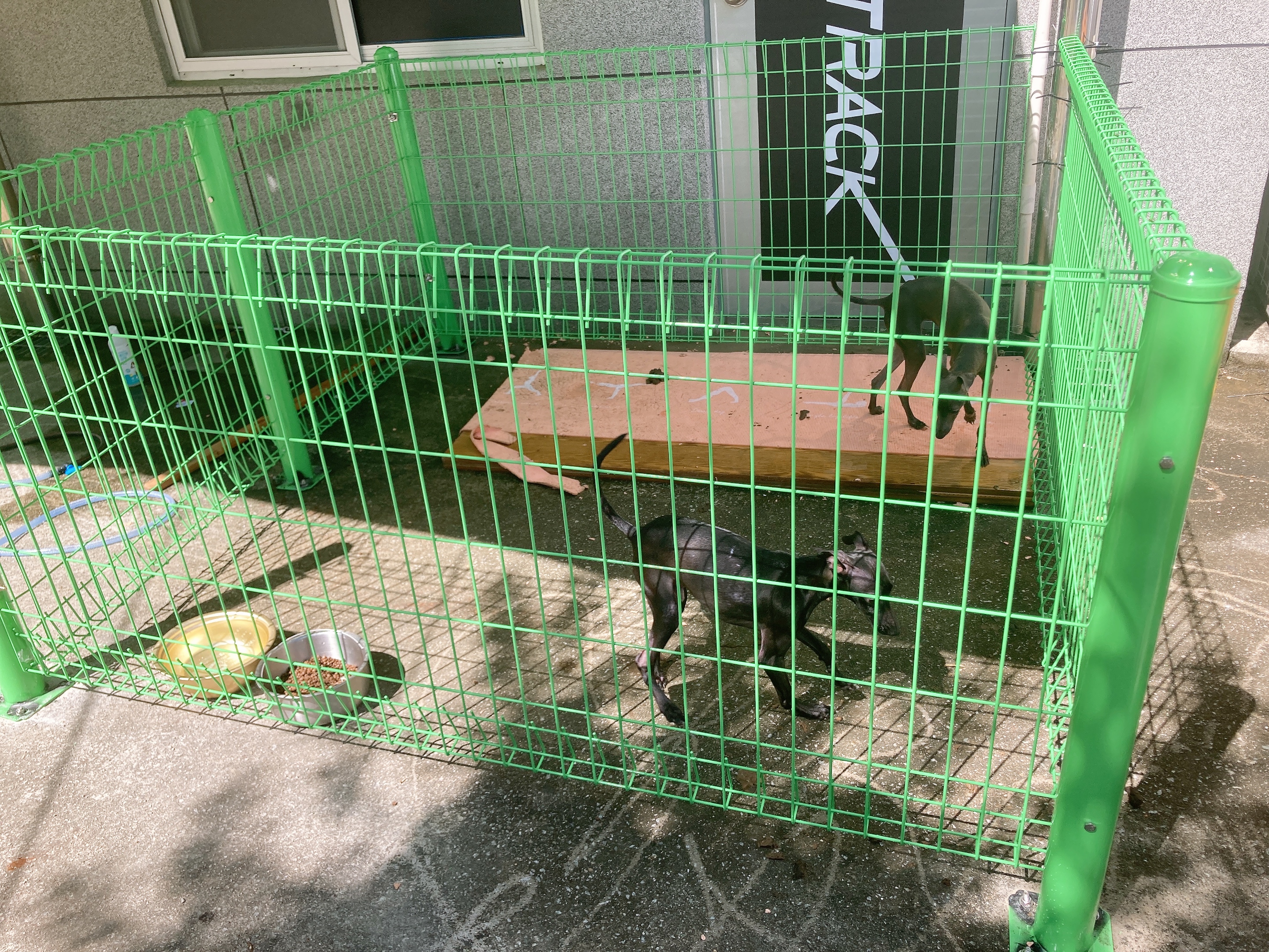 방치견을 발견했을 땐 어떻게 해야할까요