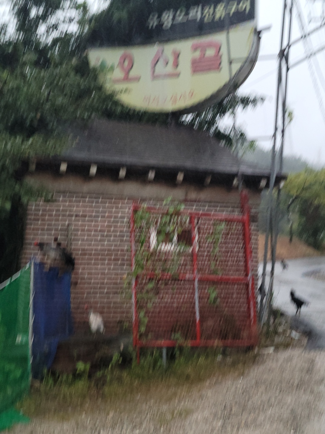 집 근처 방치견을 구조할 방법이 없을까요?