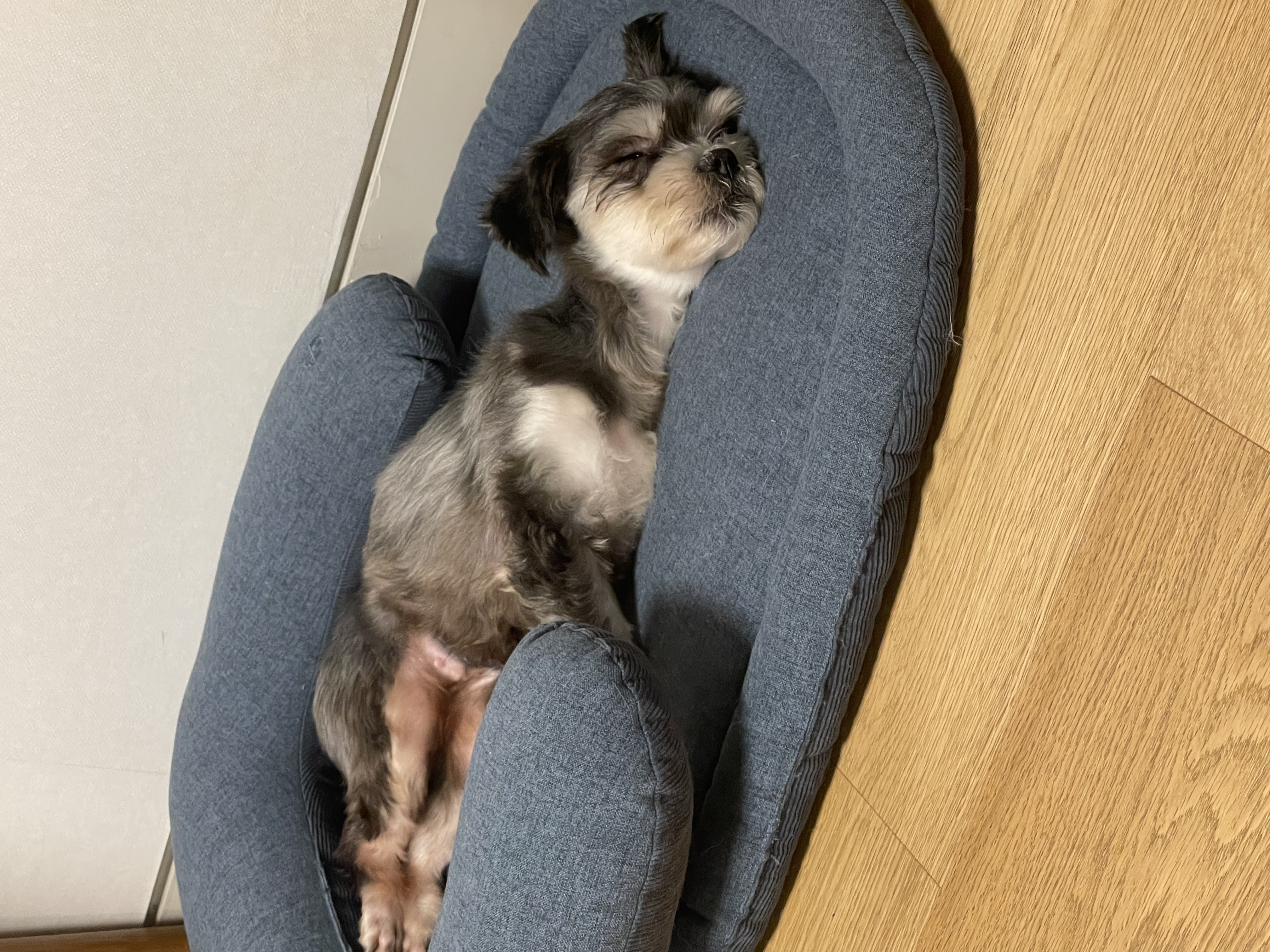 아산 애니멀호더 구조견 삼공이(순심)임보 1주차 에요!
