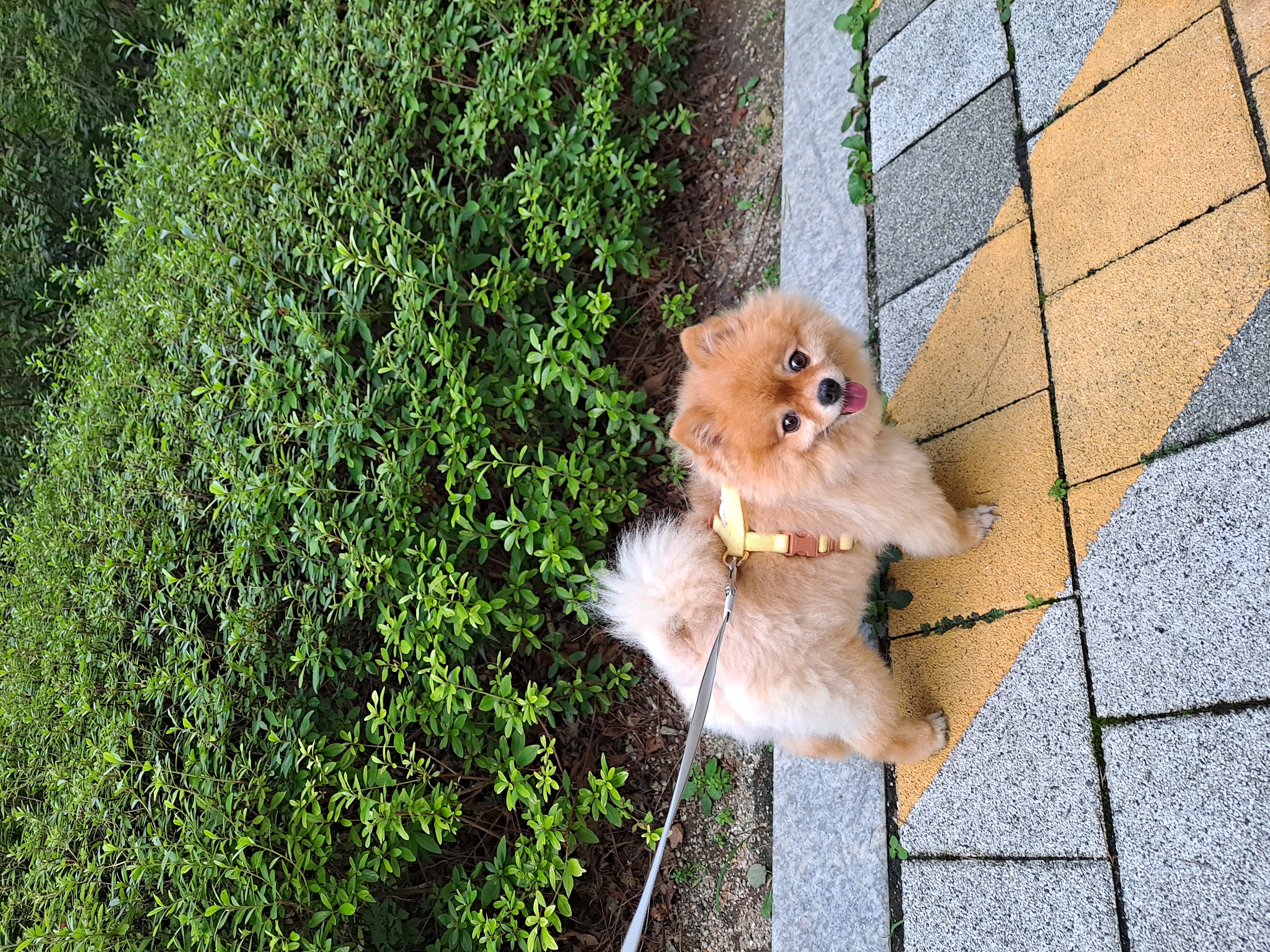 우리집 비타민