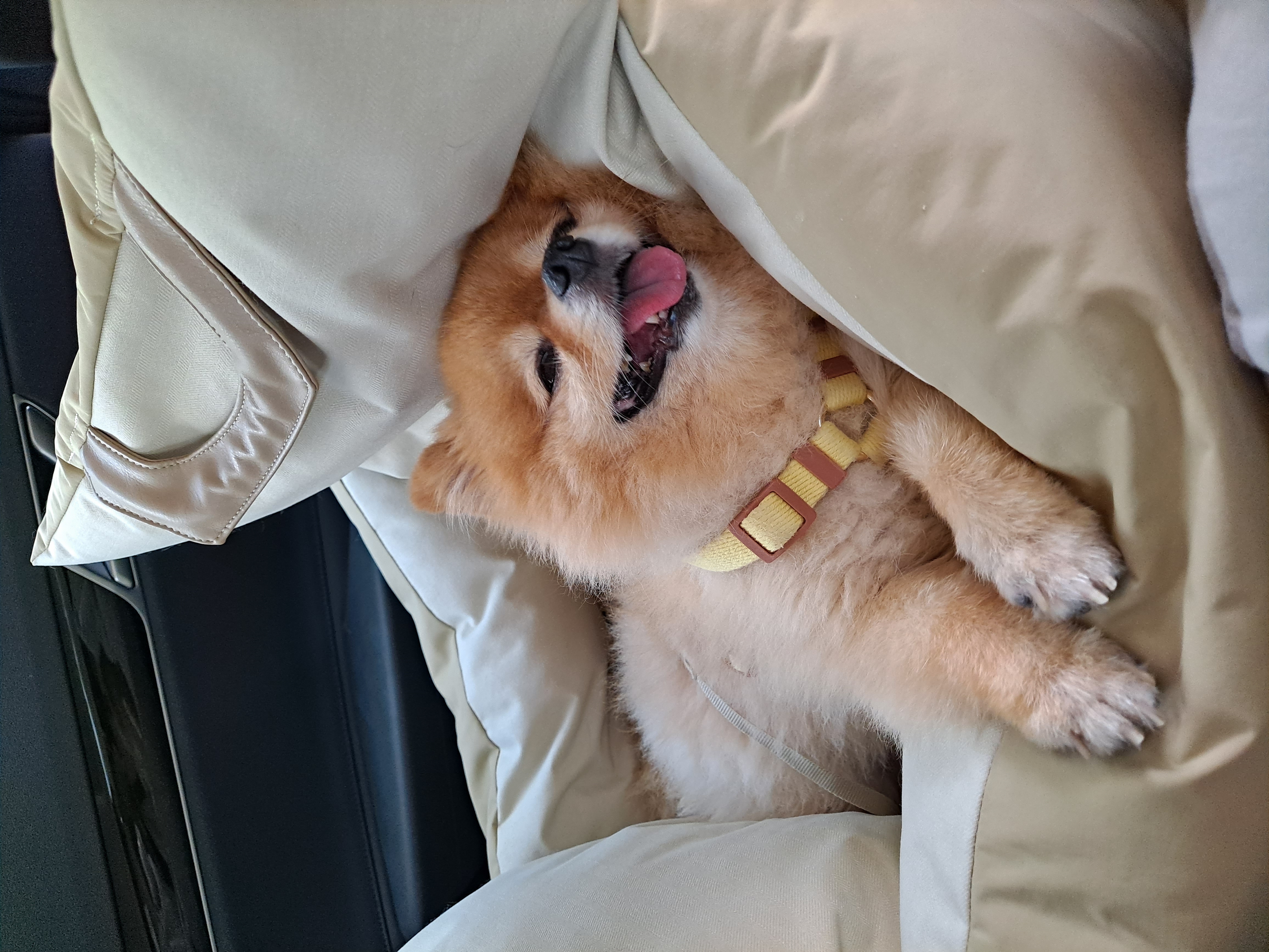 우리집 비타민