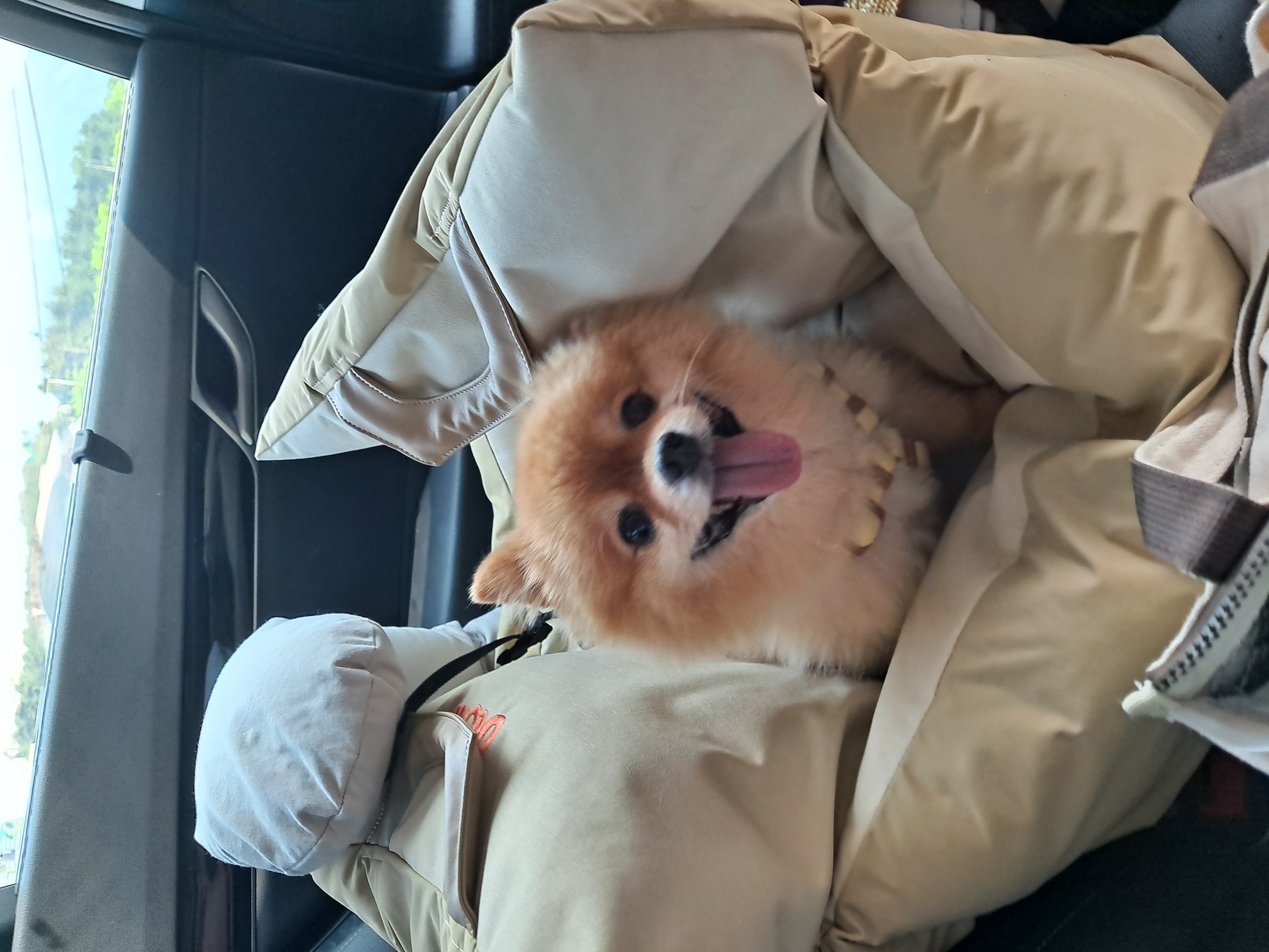 우리집 비타민