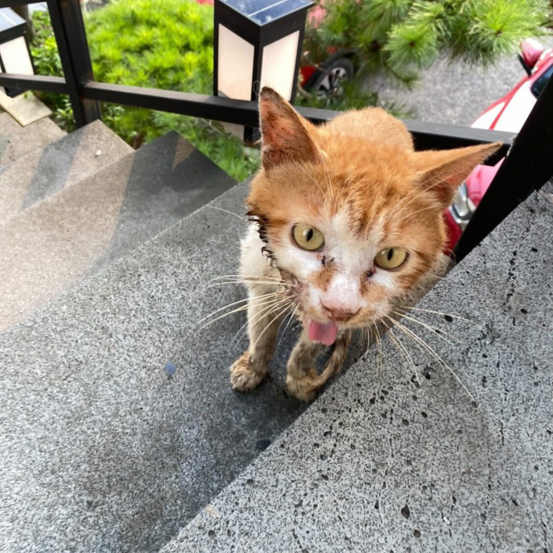 길고양이가 너무 위독해보여요