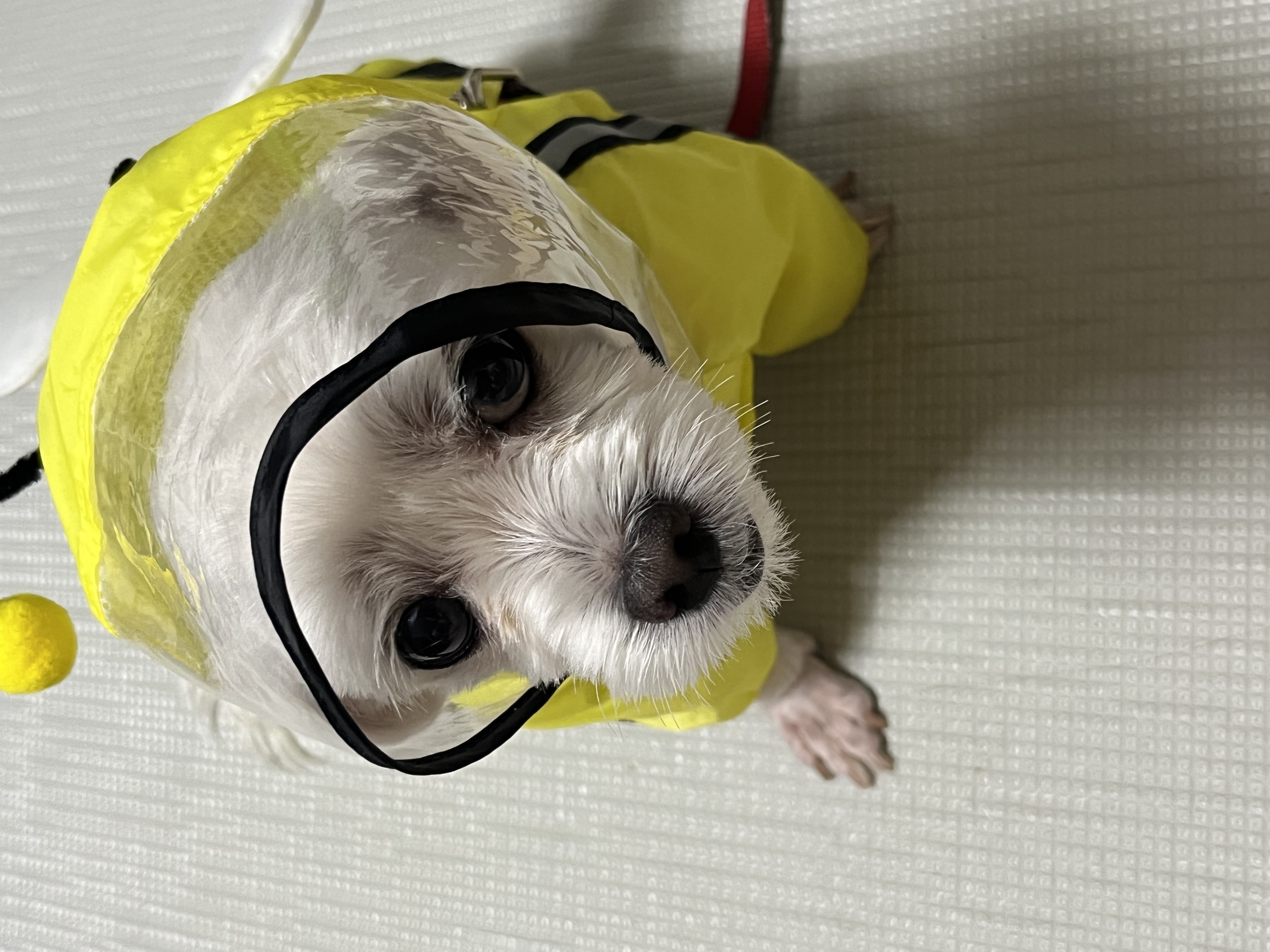 💛삼숙이 입양 후 1년💛