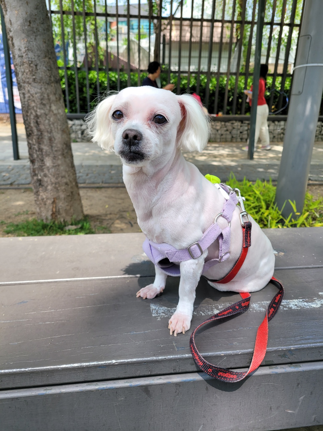 💛삼숙이 입양 후 1년💛