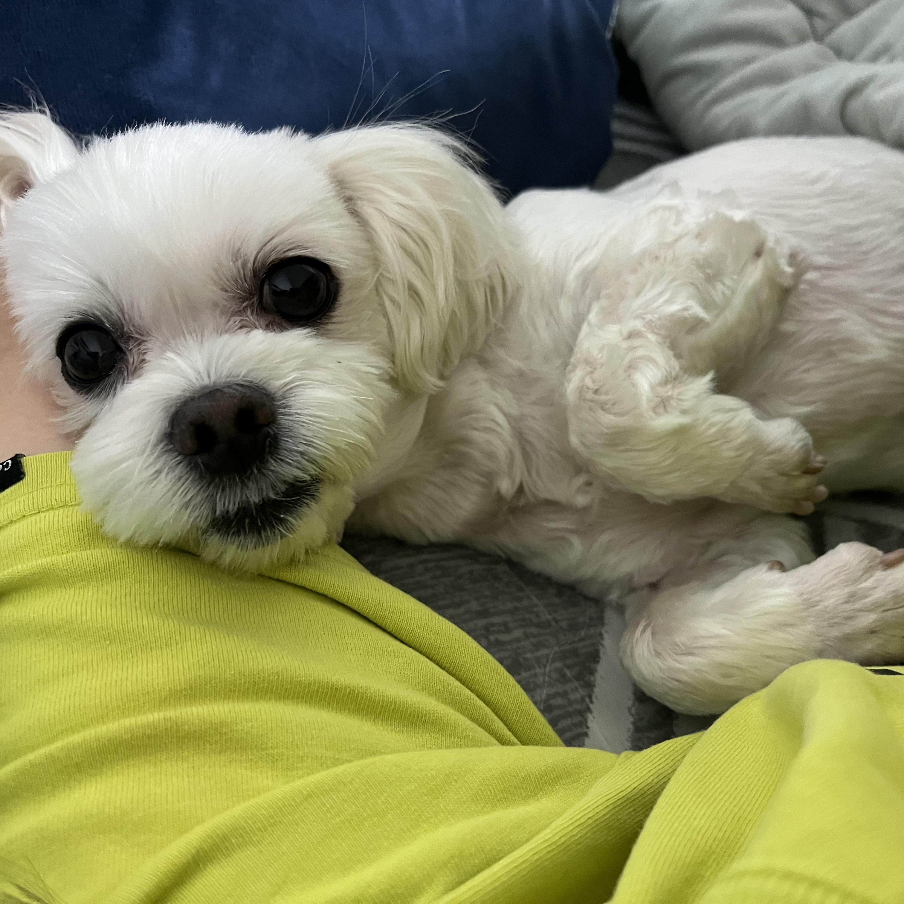 💛삼숙이 입양 후 1년💛