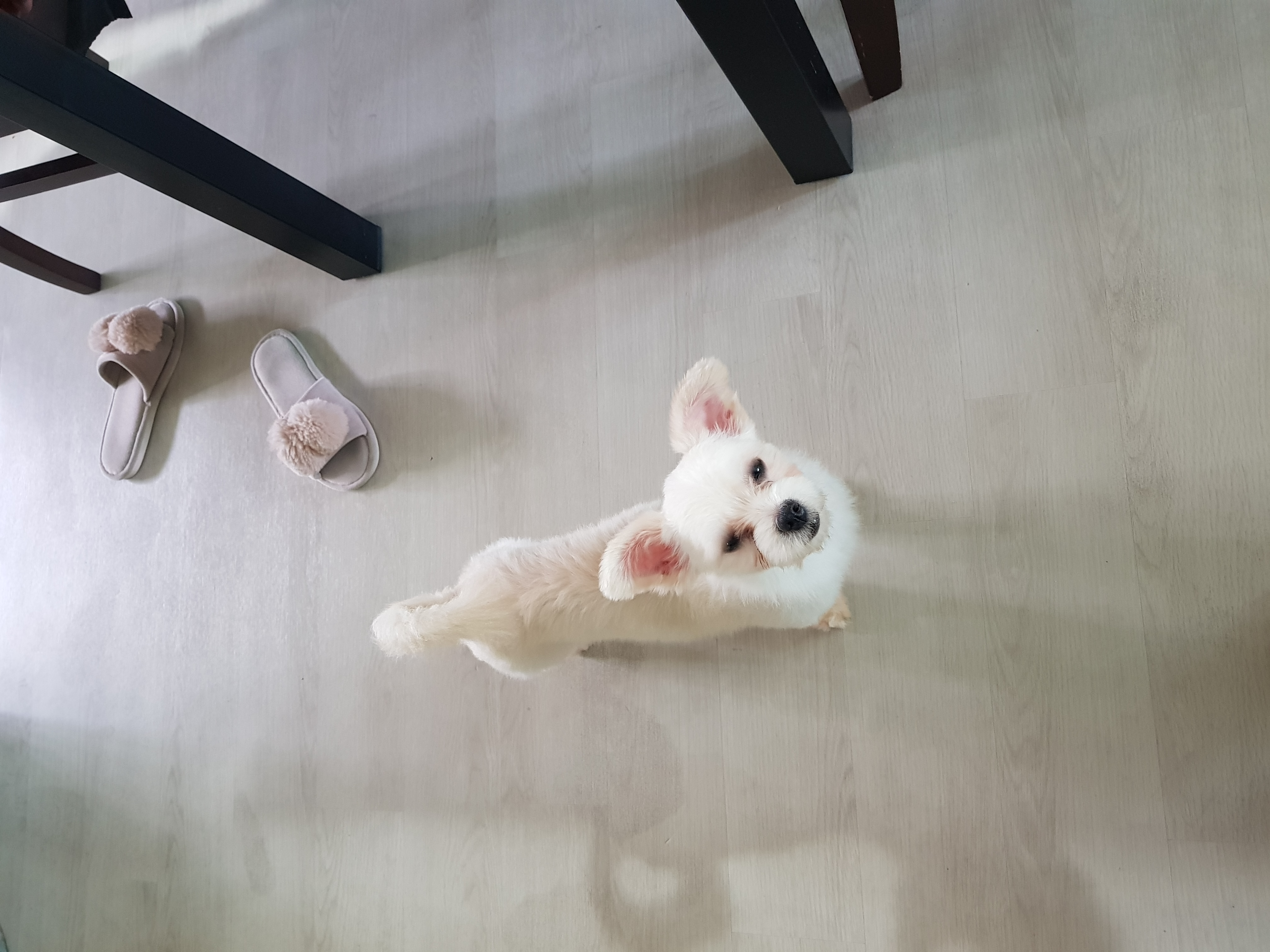 설기(오식이) 