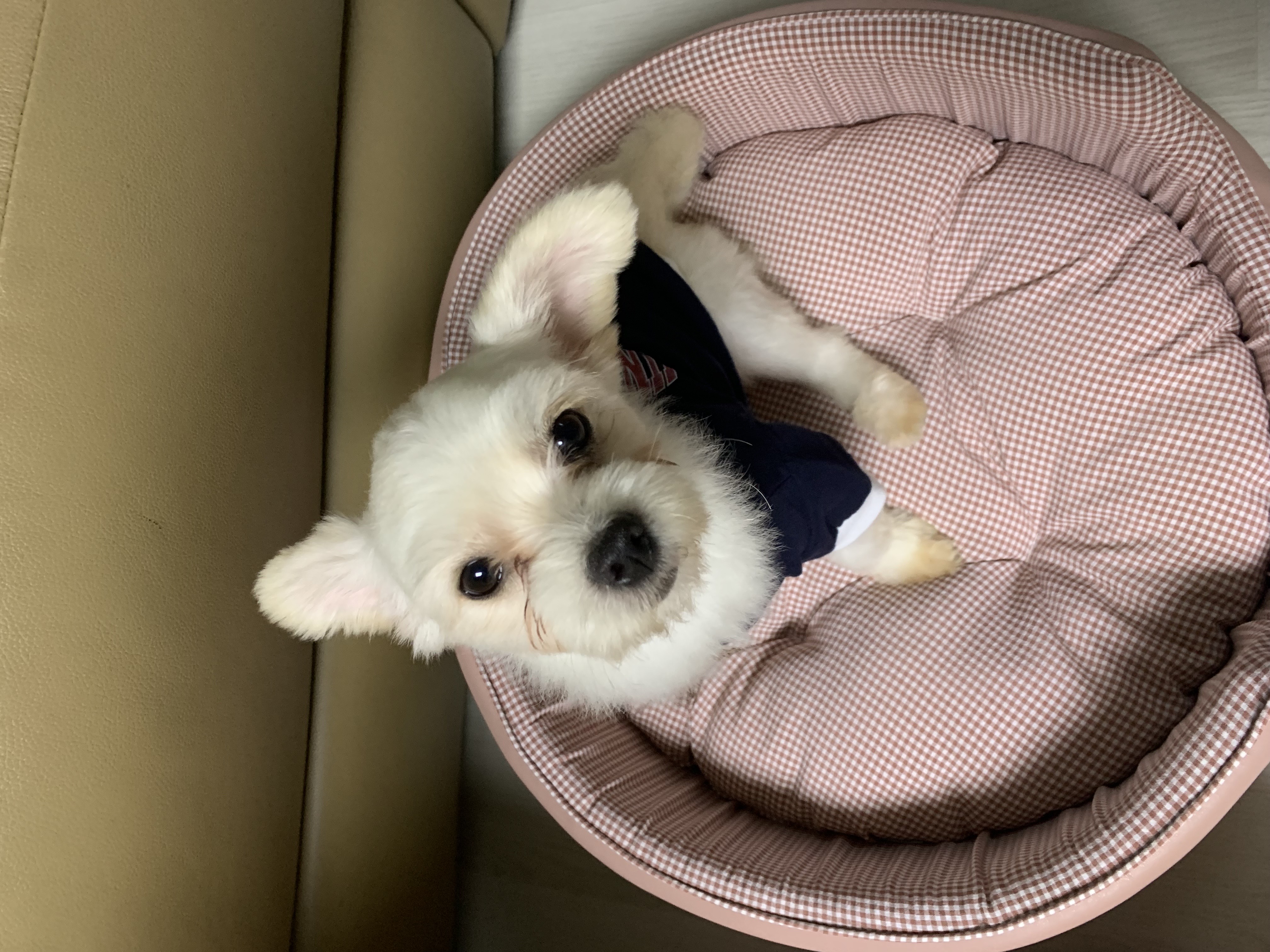설기(오식이) 