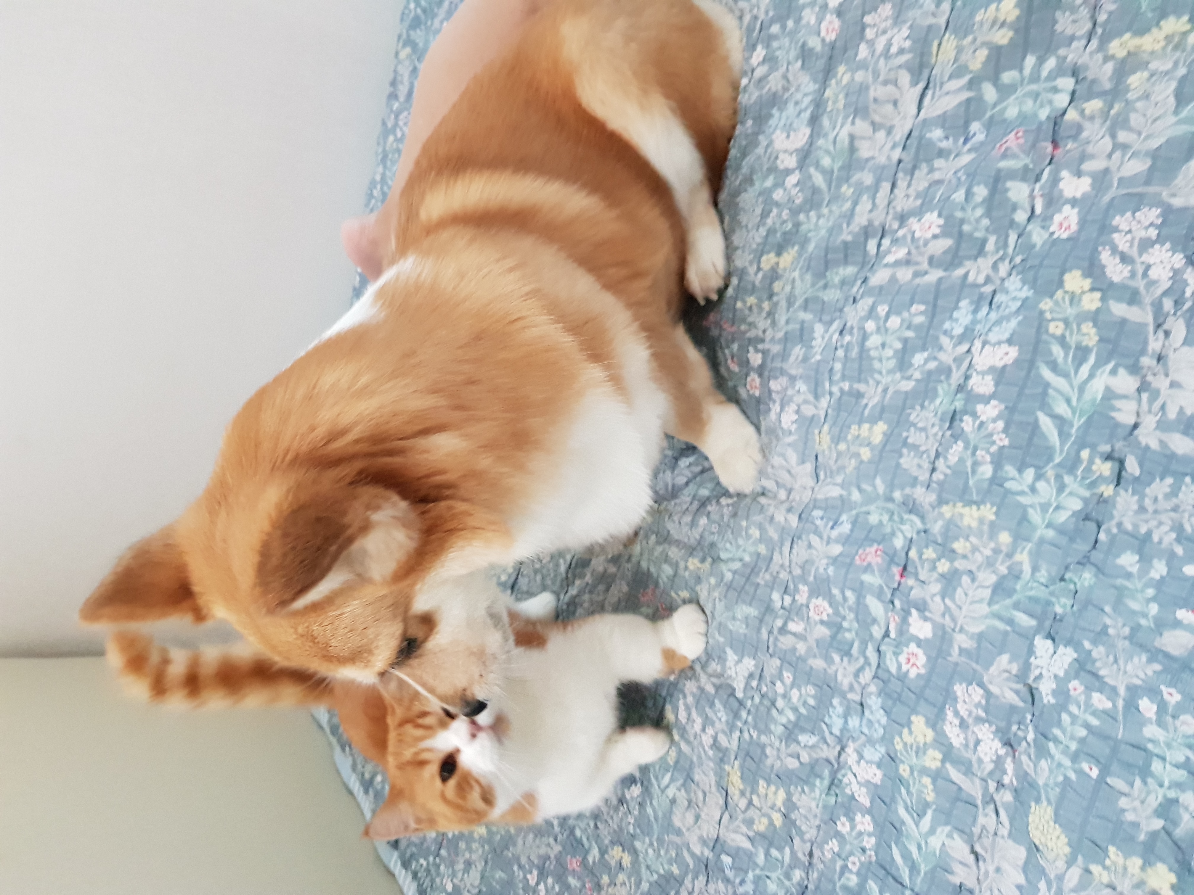 엘리스 