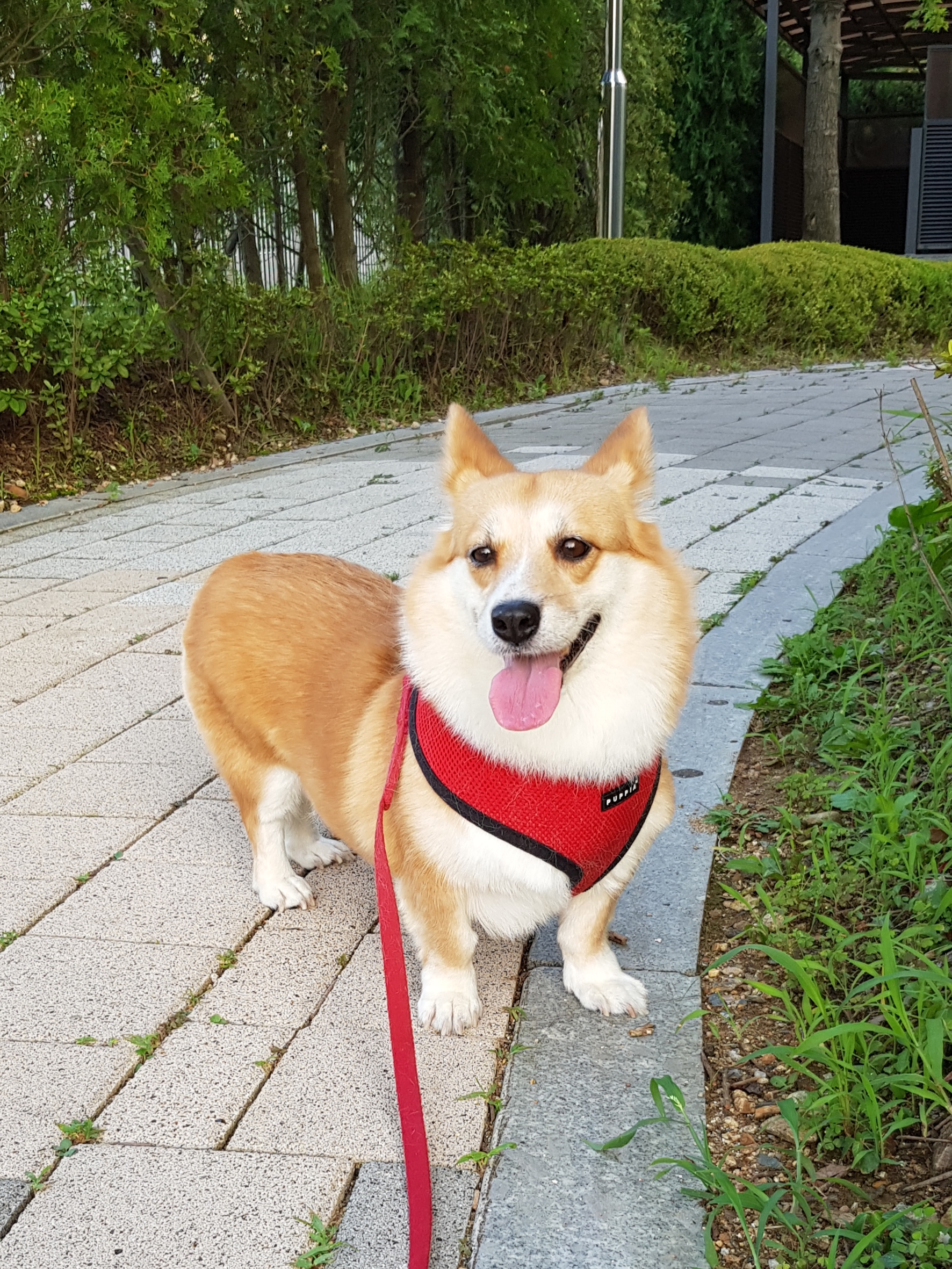엘리스 