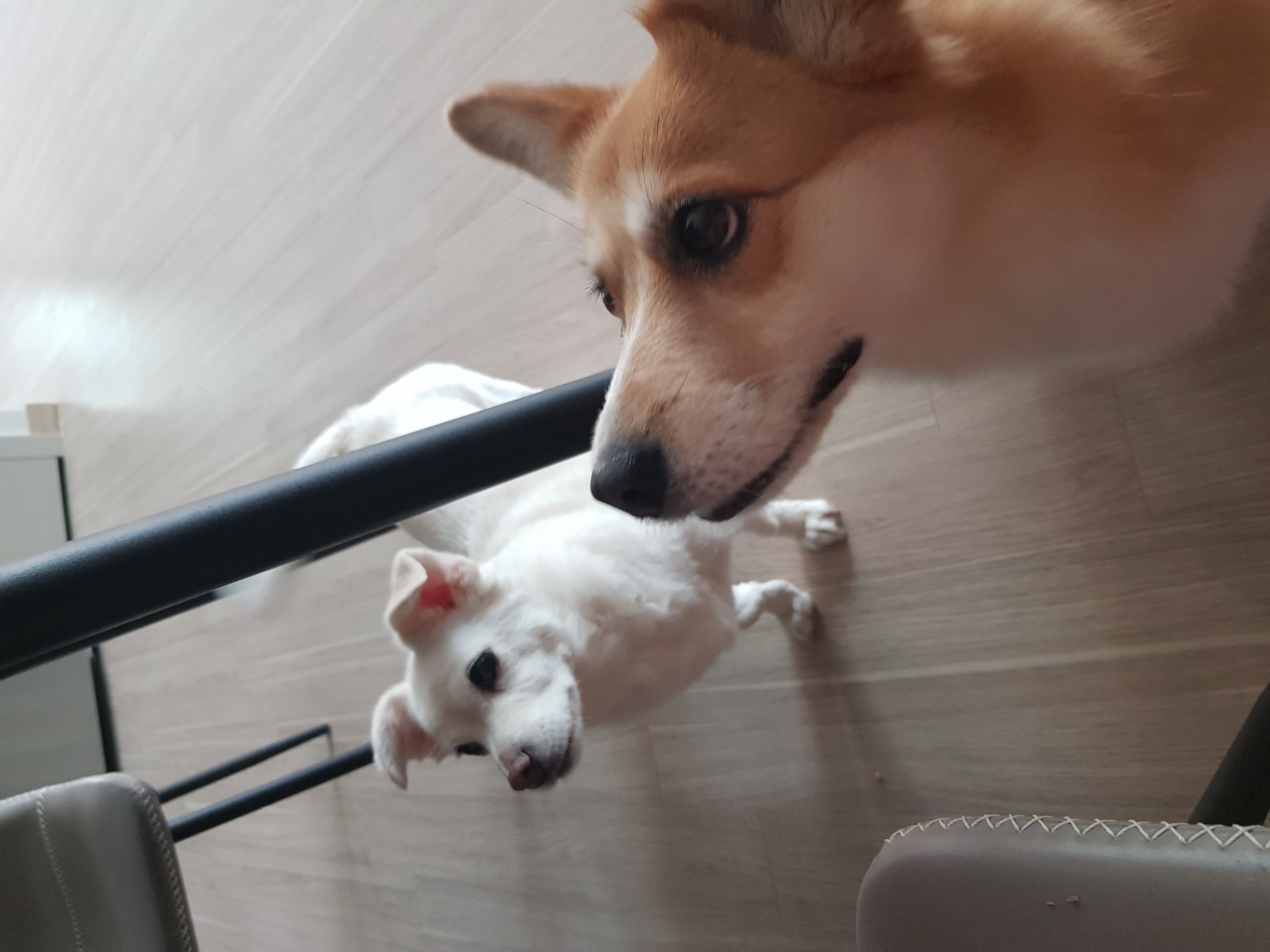 엘리스 