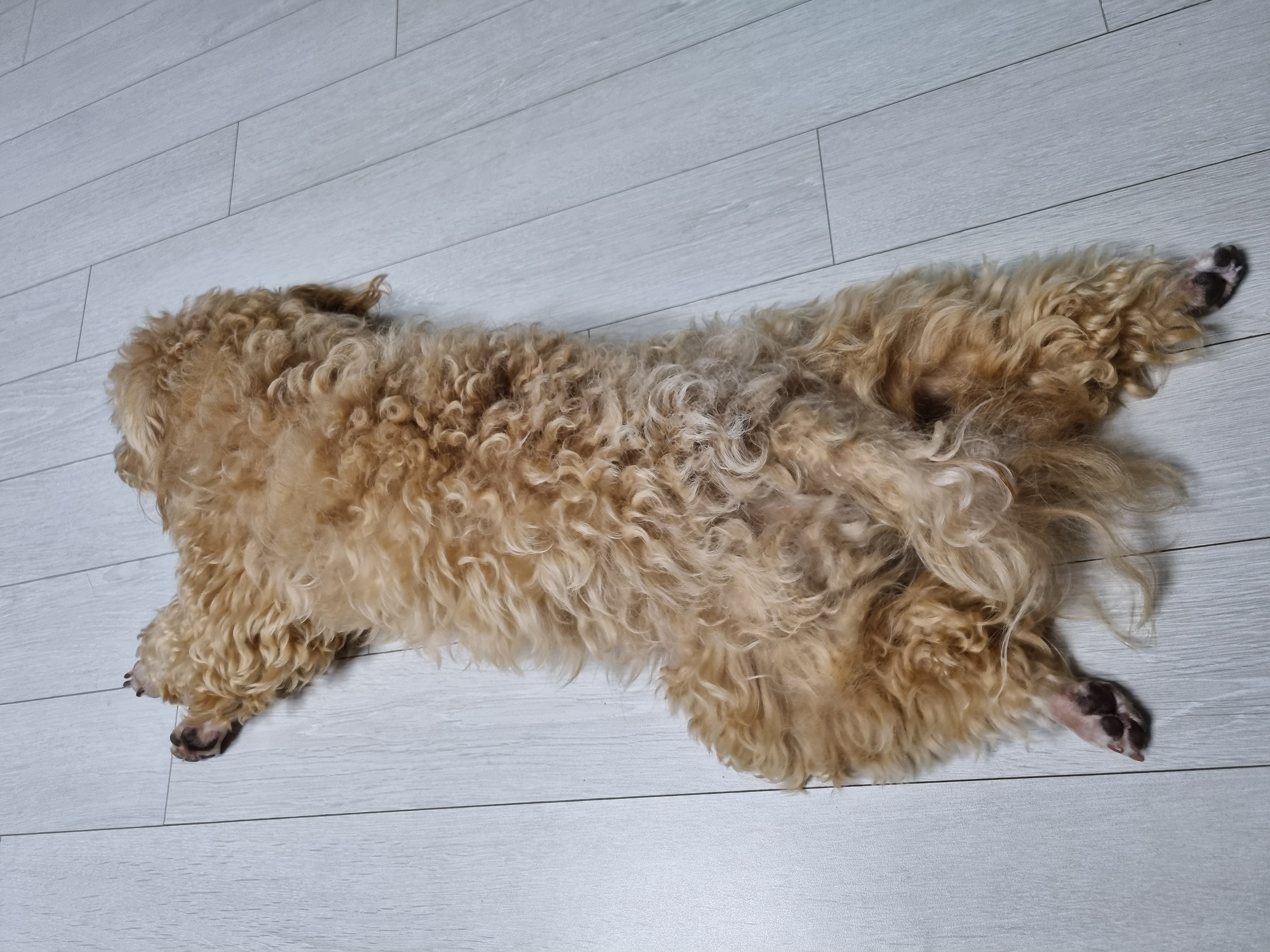 감자의 일상