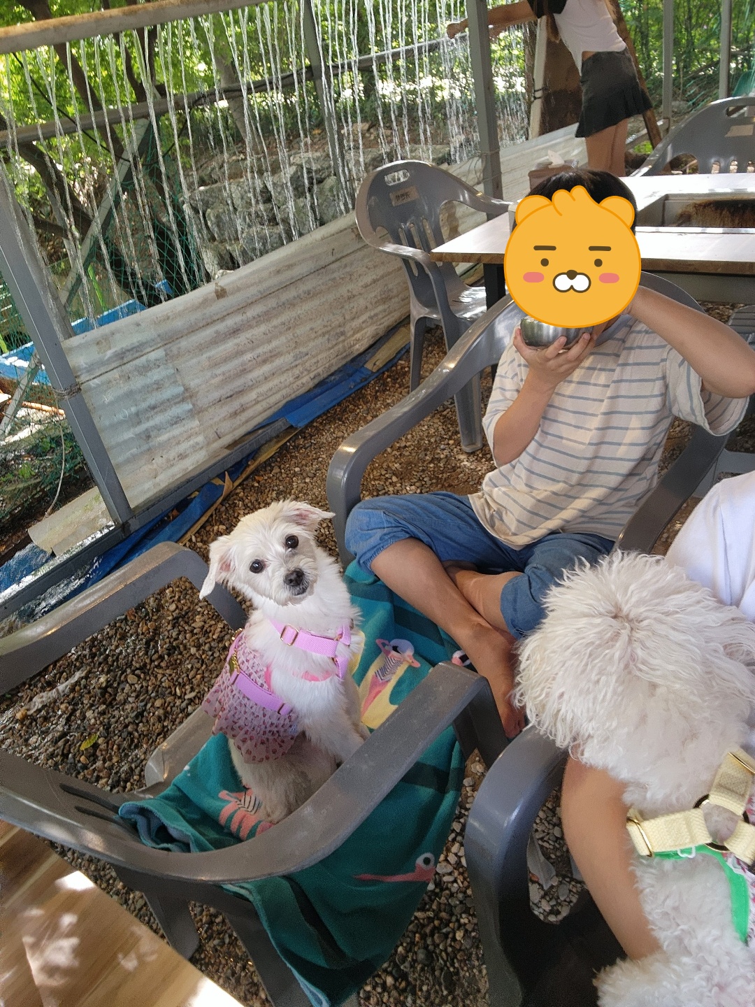 사랑둥이 린티 임보일기 2차♡