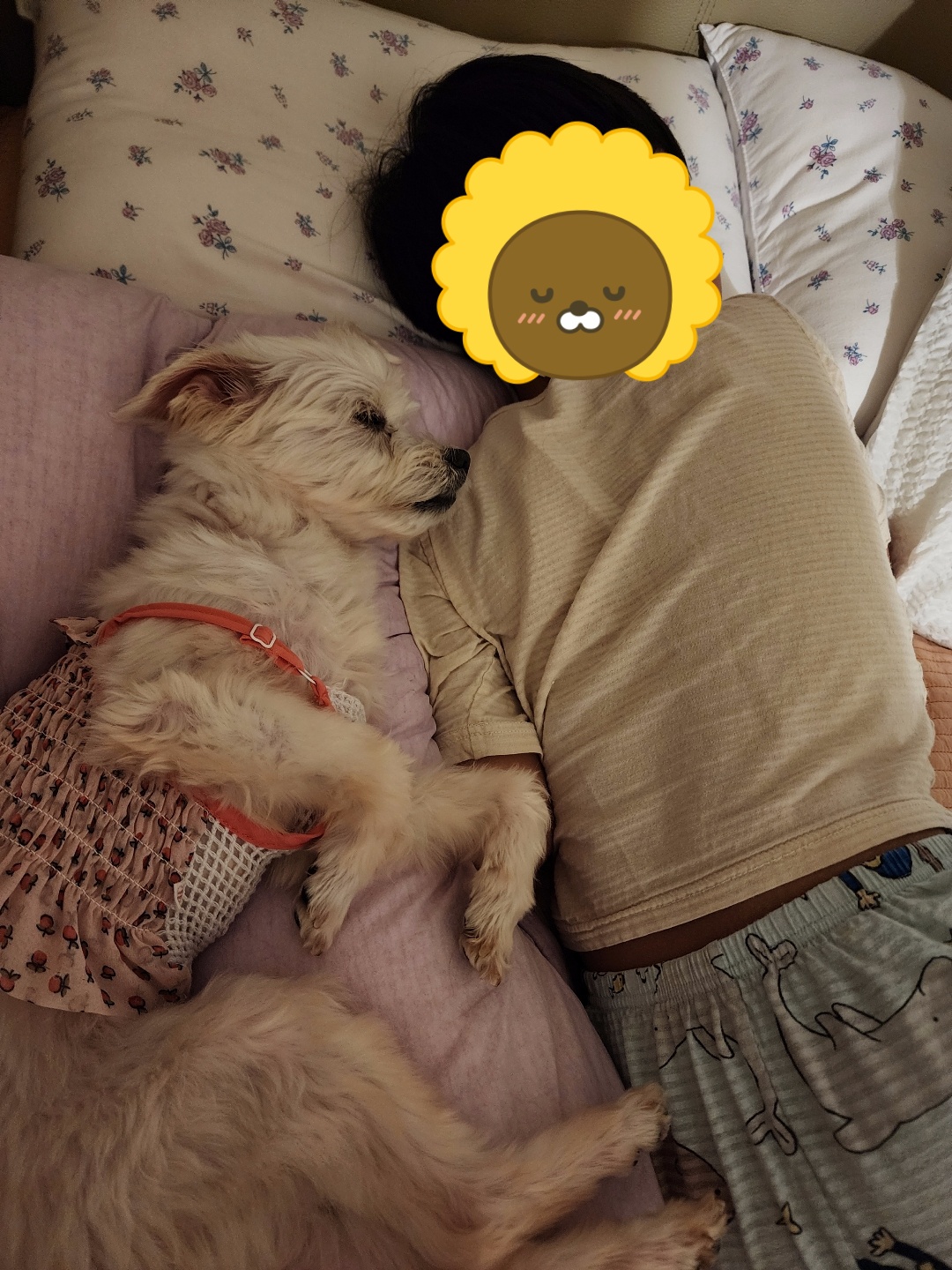 사랑둥이 린티 임보일기 2차♡