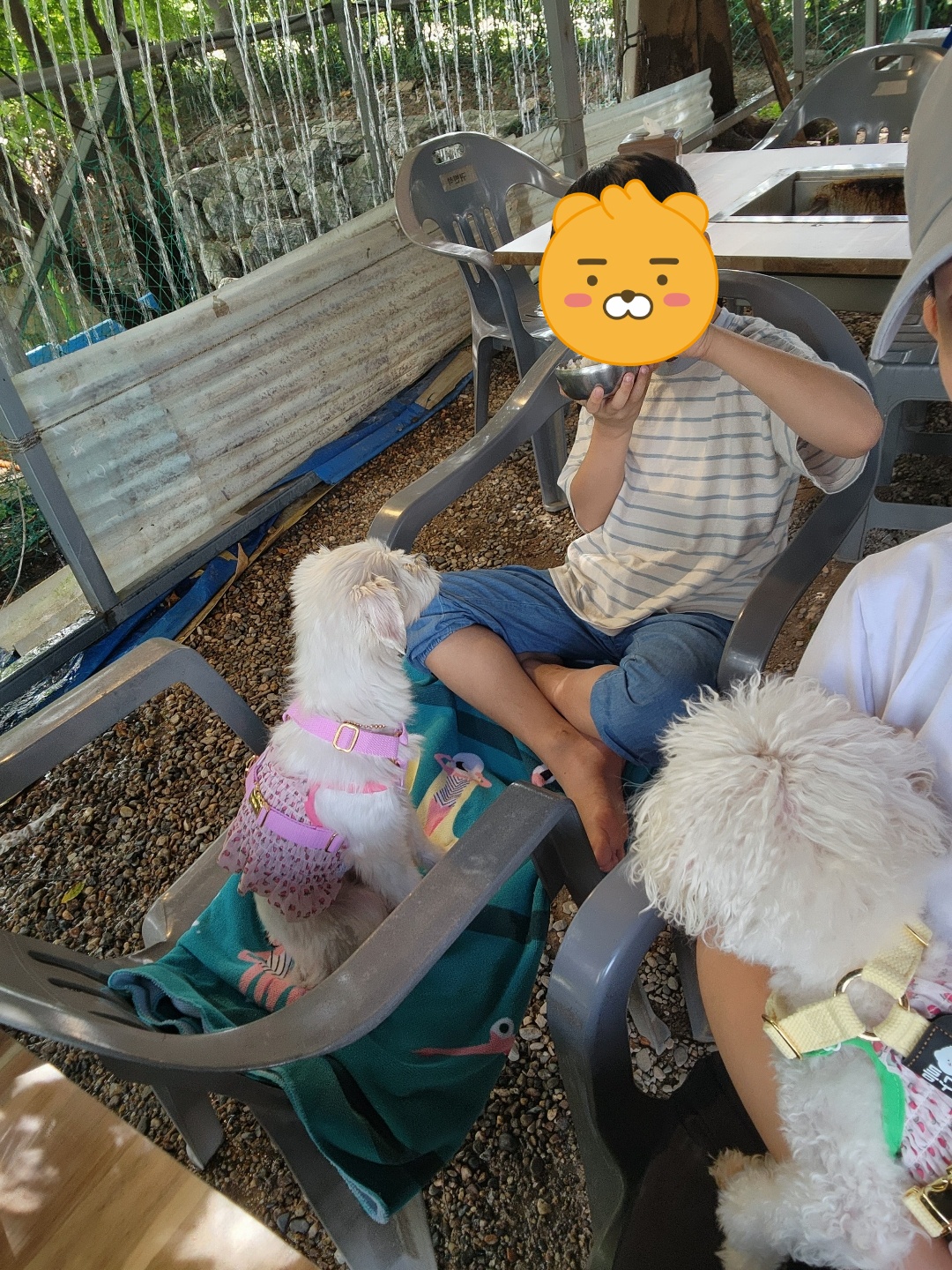 사랑둥이 린티 임보일기 2차♡