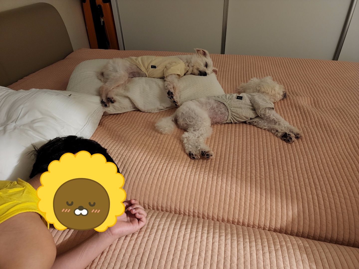 사랑둥이 린티 임보일기 2차♡