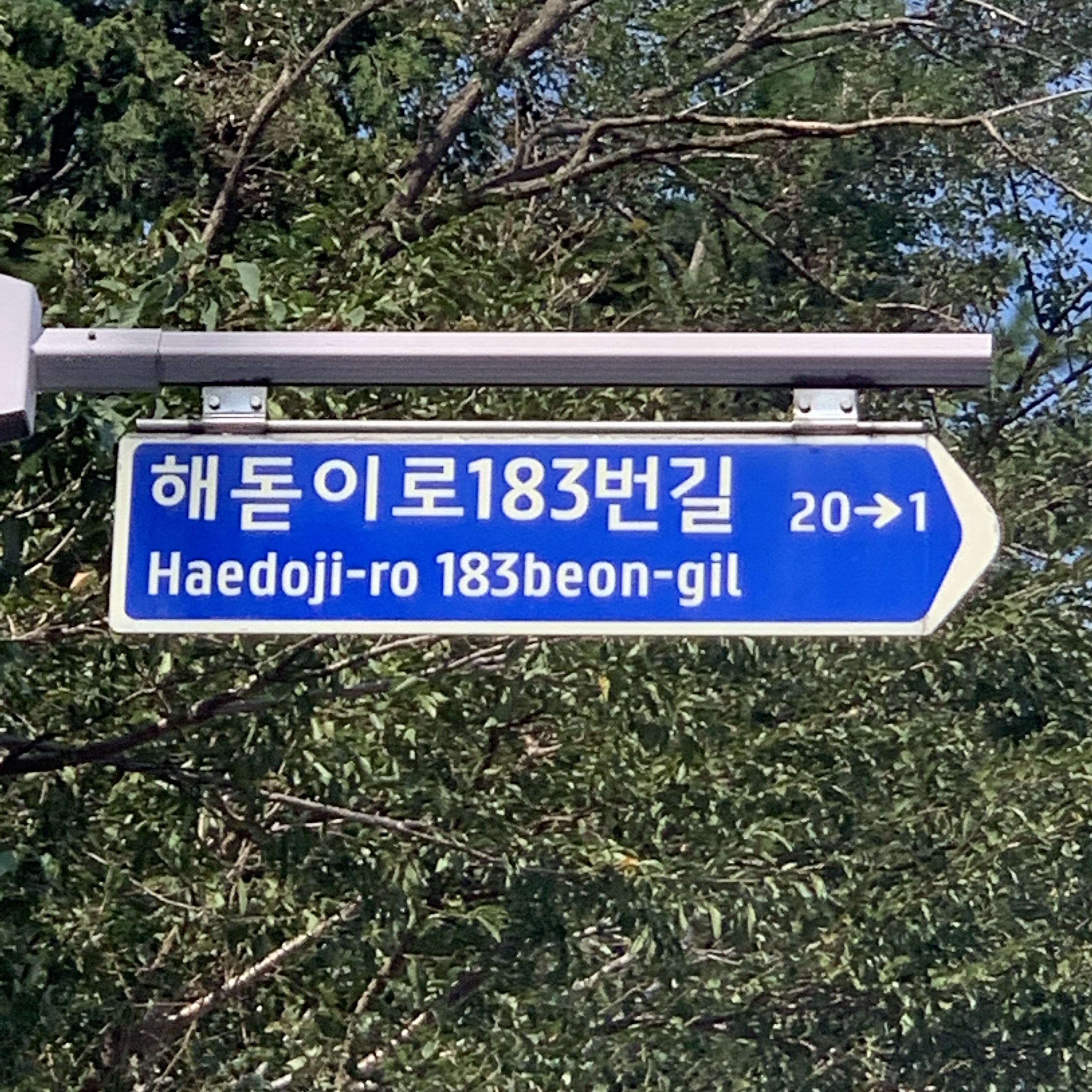 목줄에 메여 살던 강아지가 갑자기 두 뒷다리를 못쓰게 되었어요