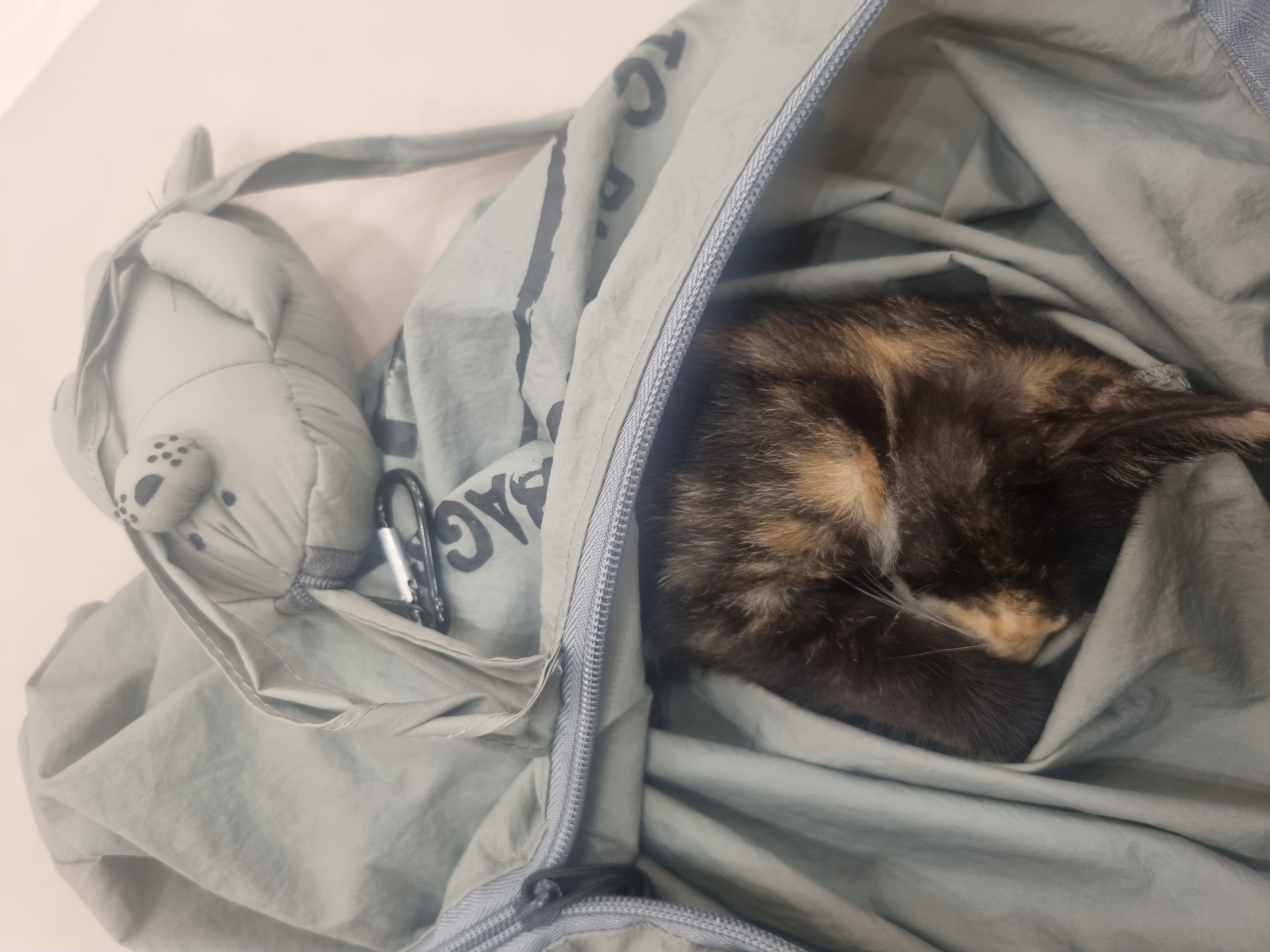 새끼고양이 구조