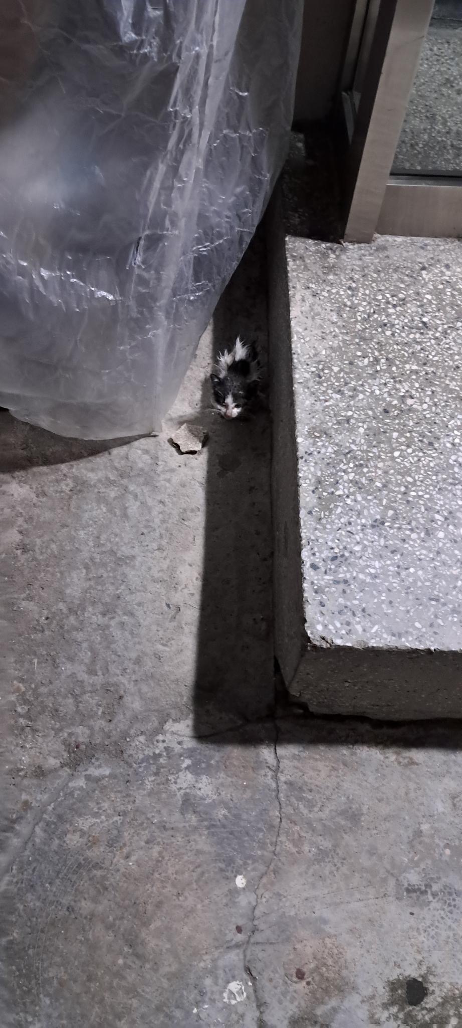 새끼 고양이 구조