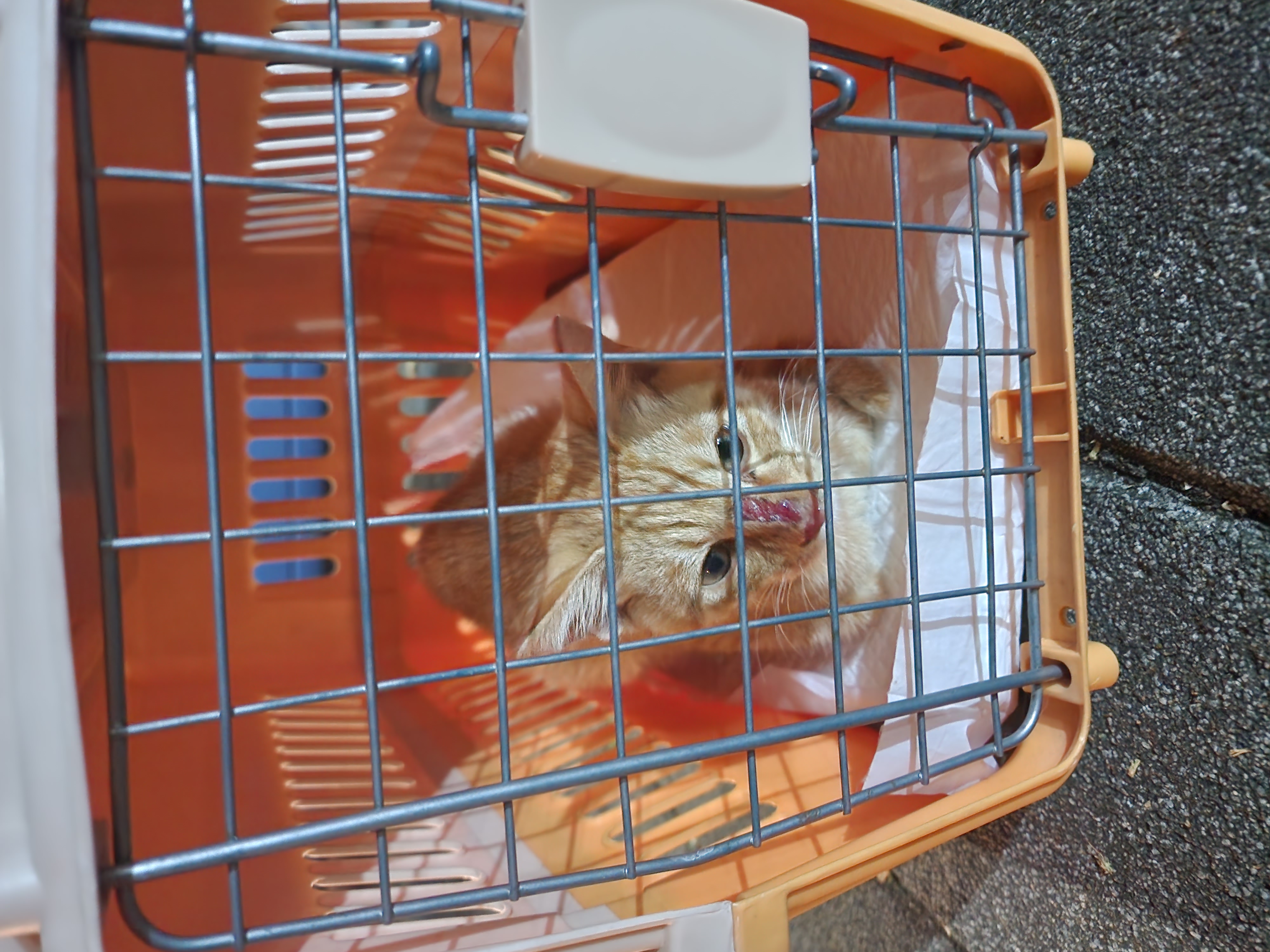 아기 고양이 학대