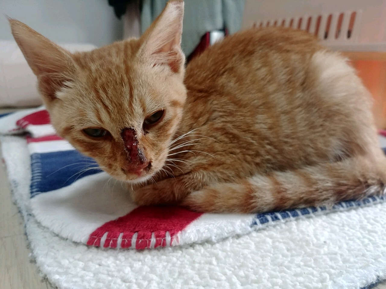 아기 고양이 학대