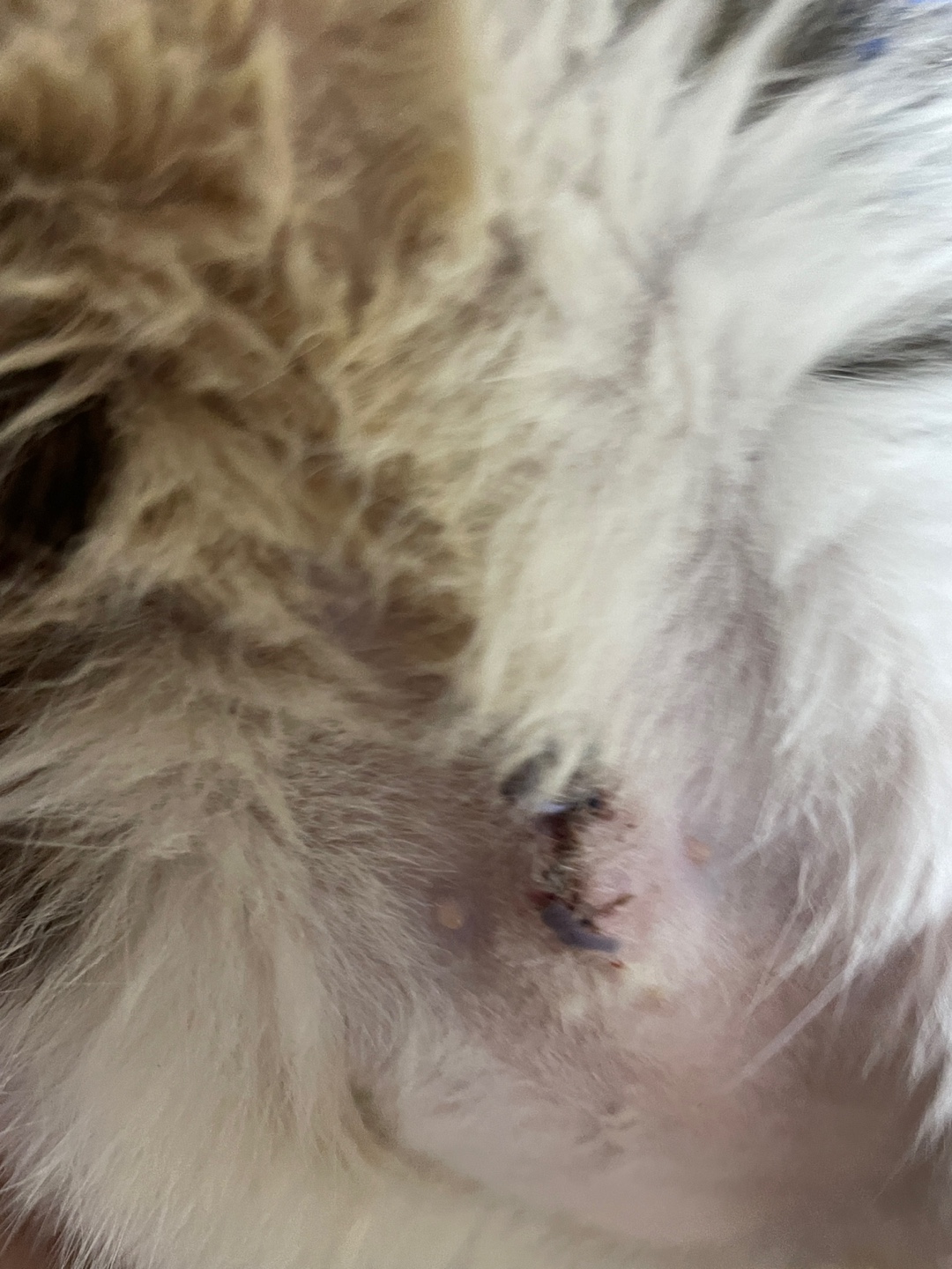 아기 고양이 학대