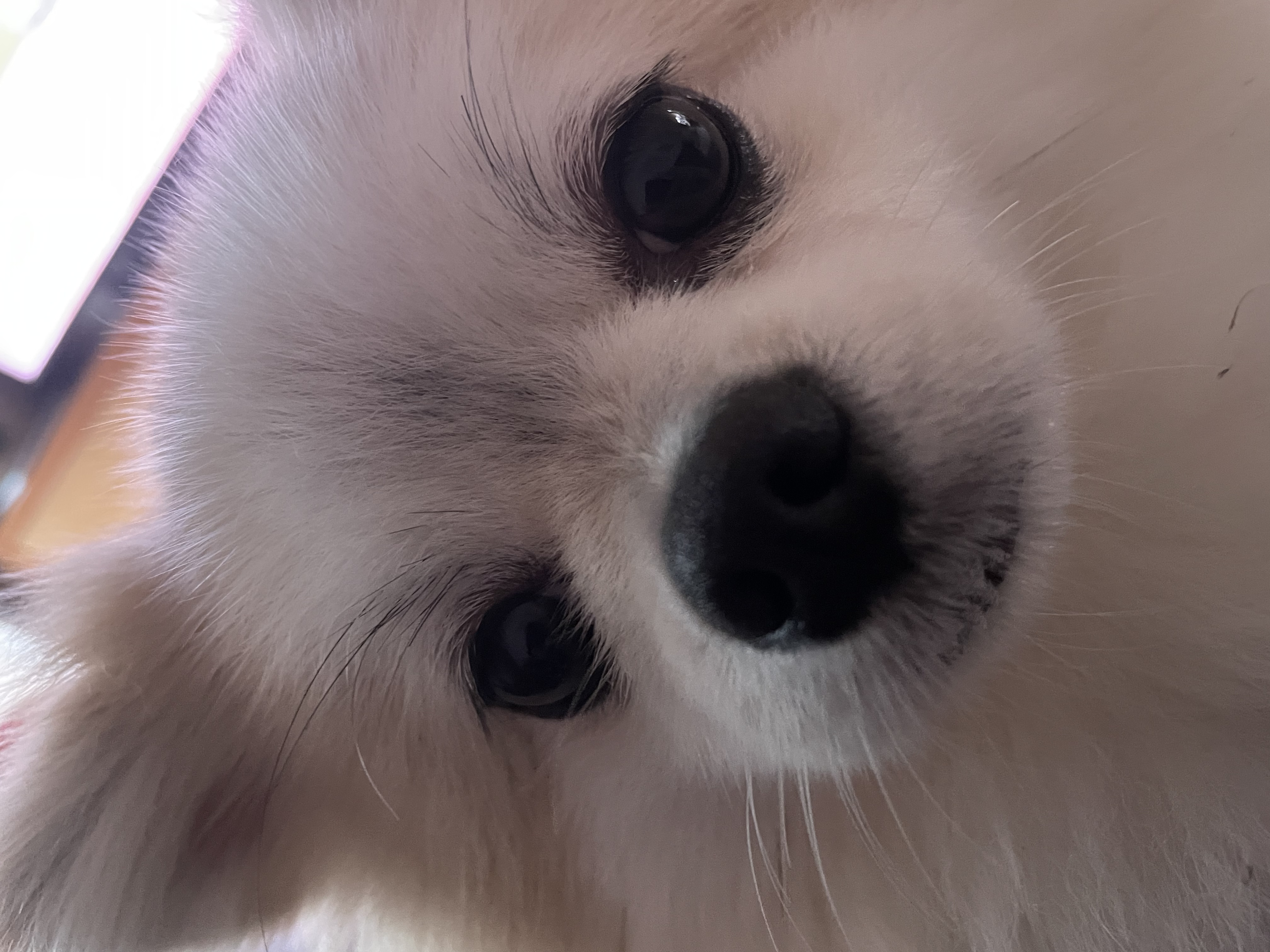 곤지암 구조견 (마이)제리 근황