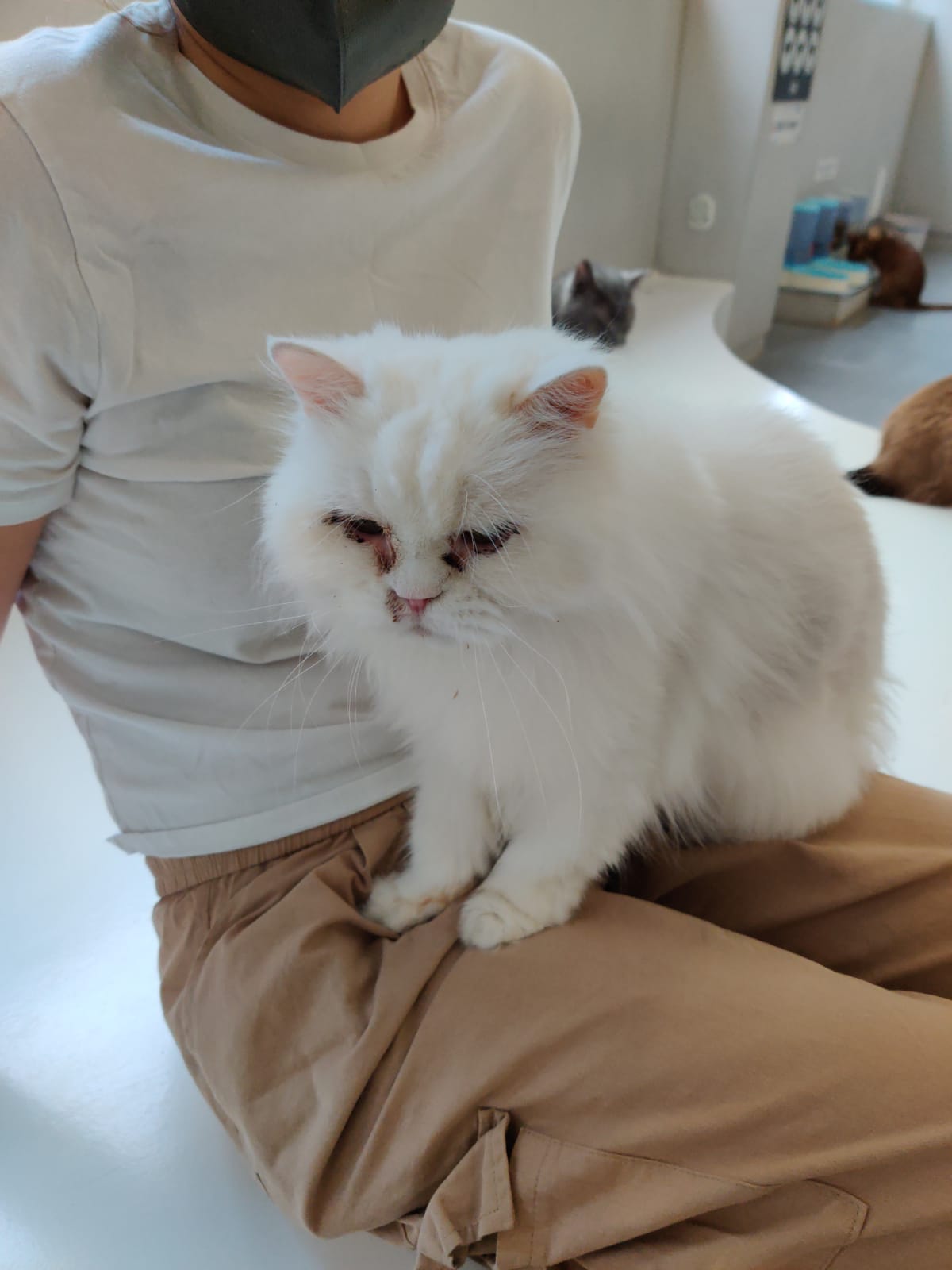 건대 고양이카페 아픈 고양이 방치 및 열악한 환경 심각합니다.