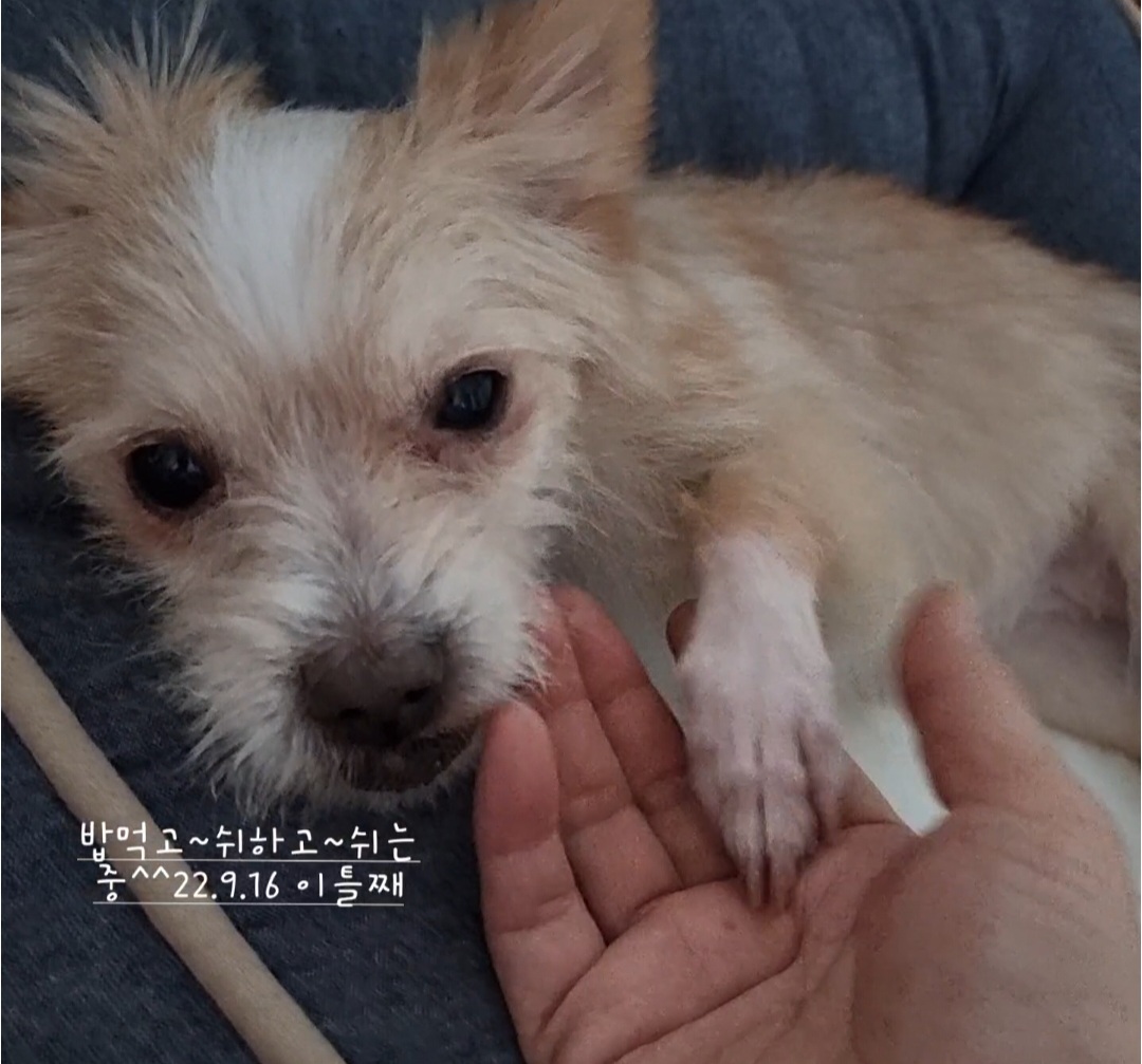 포나_임보일지
