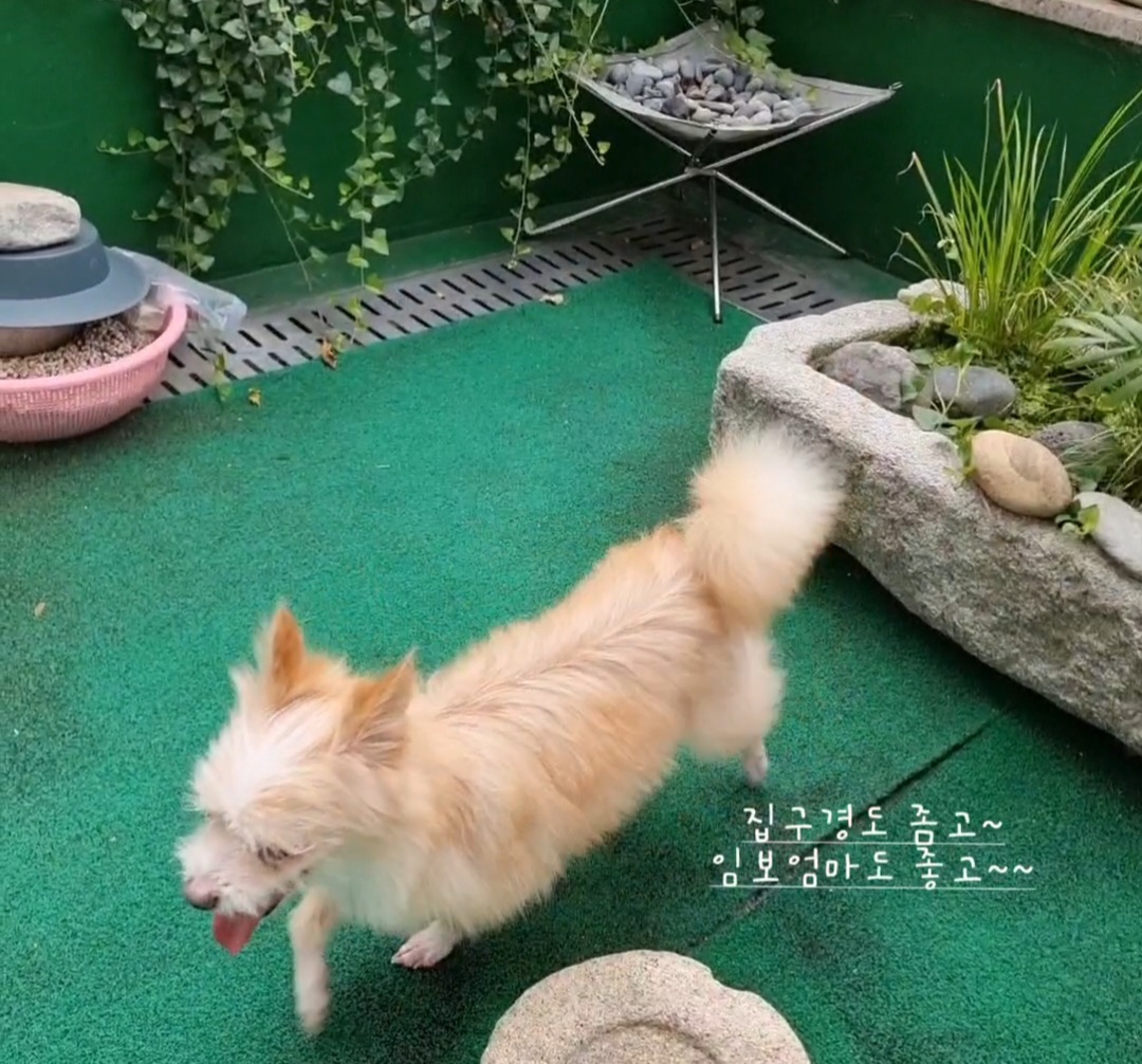 포나_임보일지