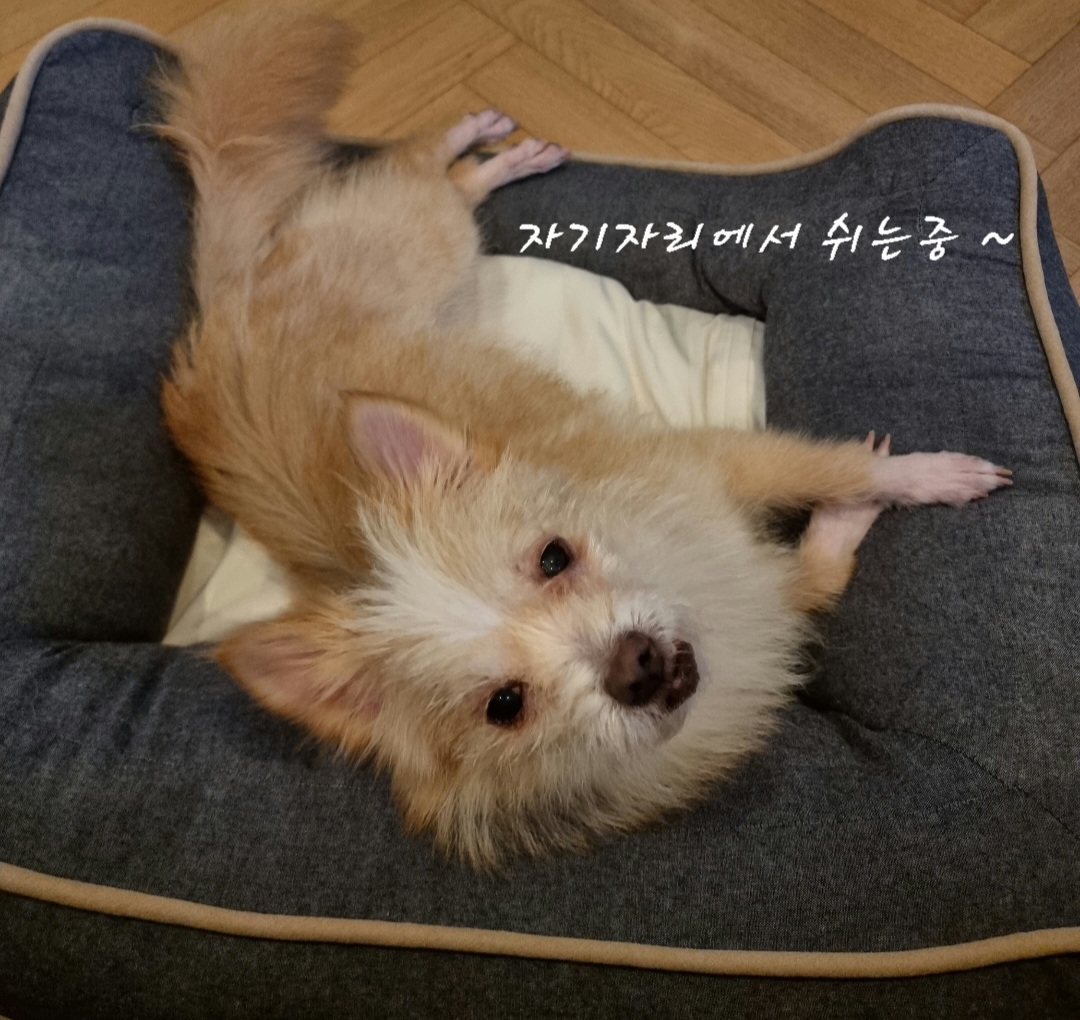 포나_임보일지