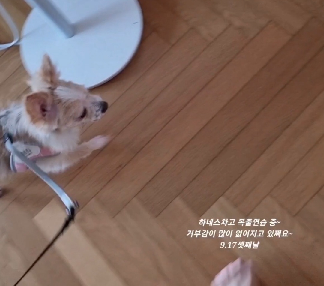 포나_임보일지