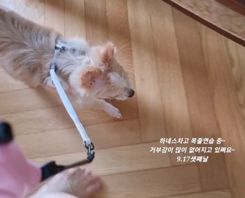포나_임보일지