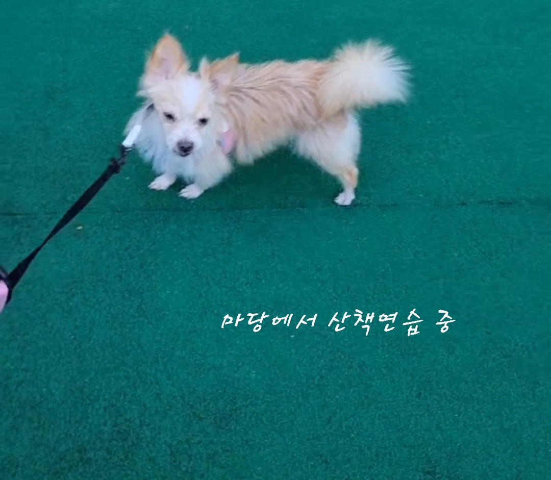 포나_임보일지