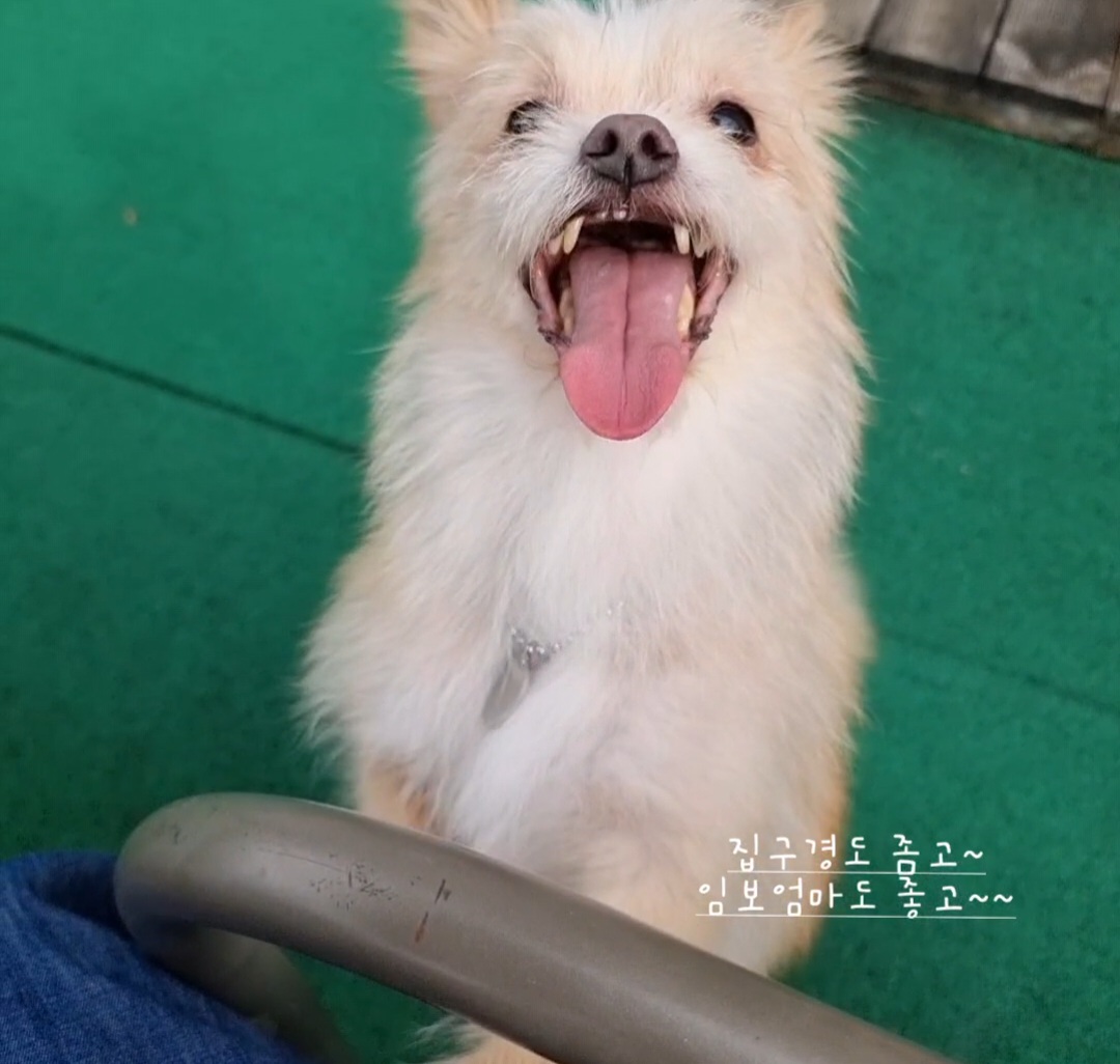 포나_임보일지