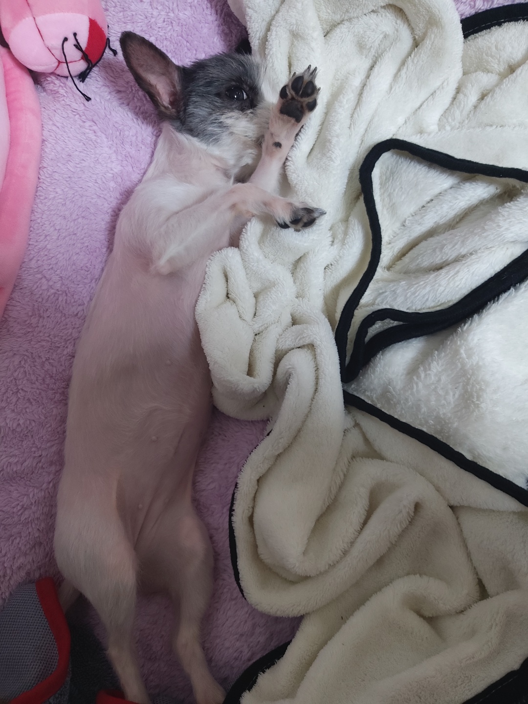 콩순이(포삼이) 1개월차 후기입니다