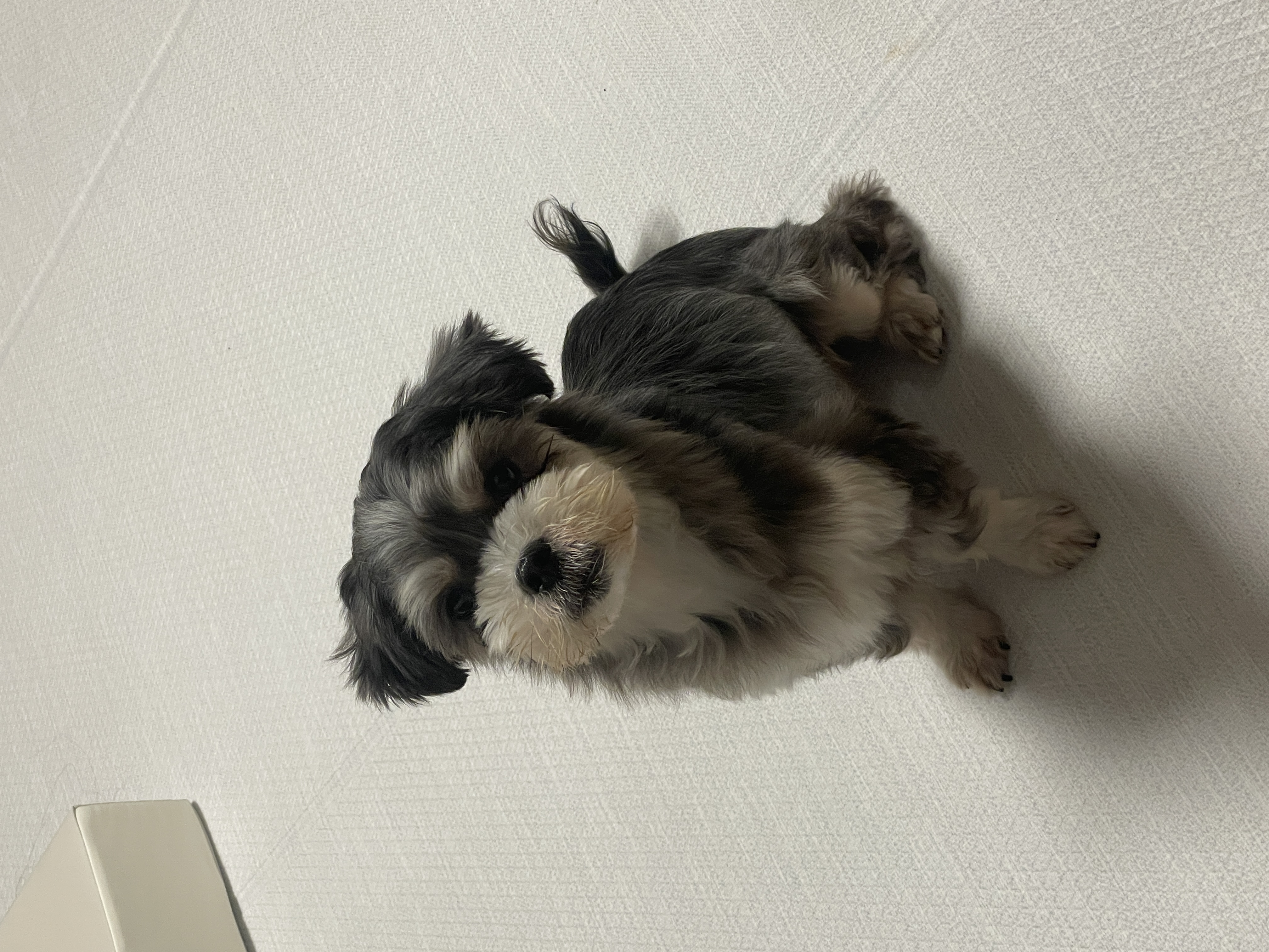 아산애니멀호더구조견 삼공(순심)이 임보 한달째 입니다!